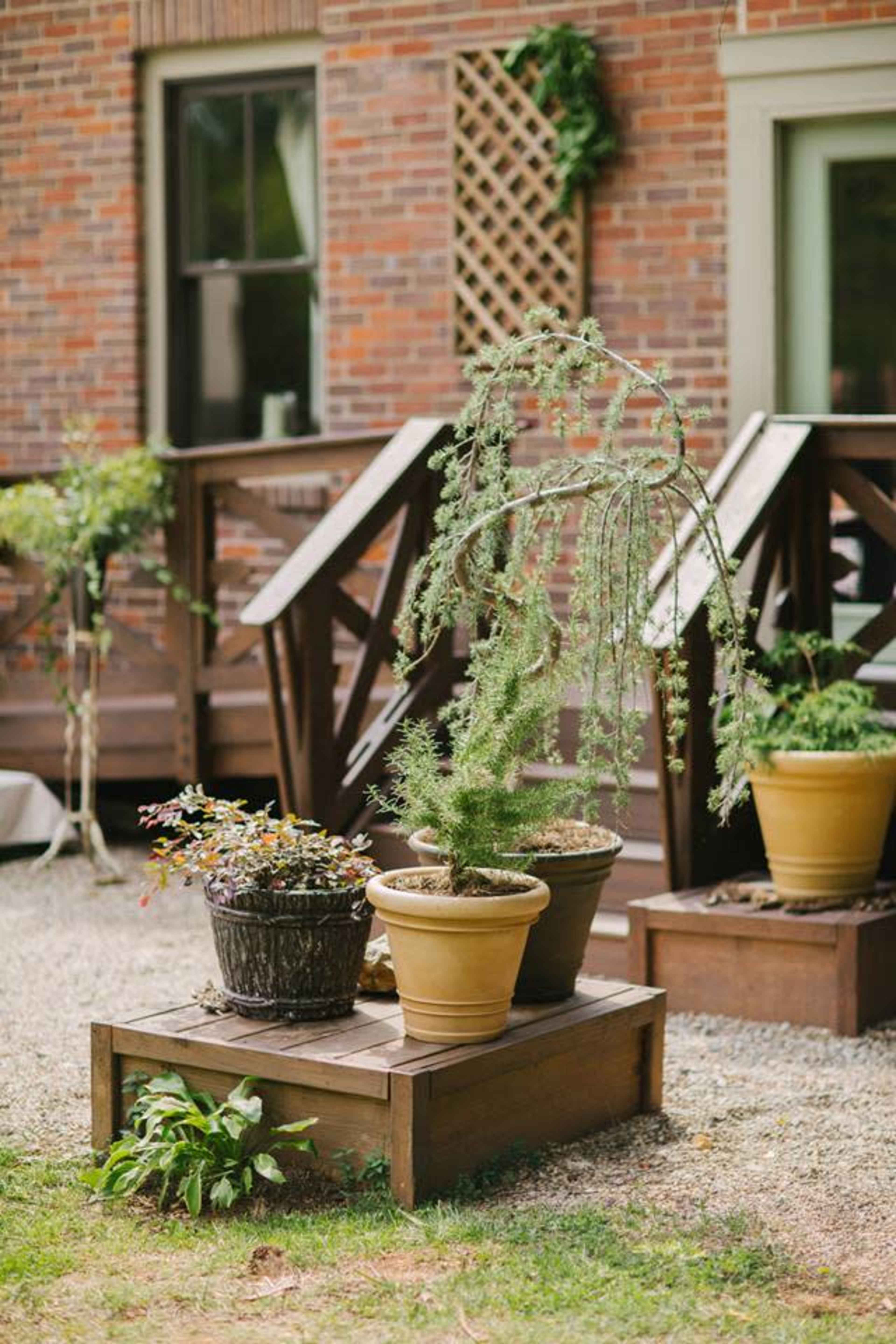 Four potted plants are arranged on a wooden platform in a gravel area outside a brick building.