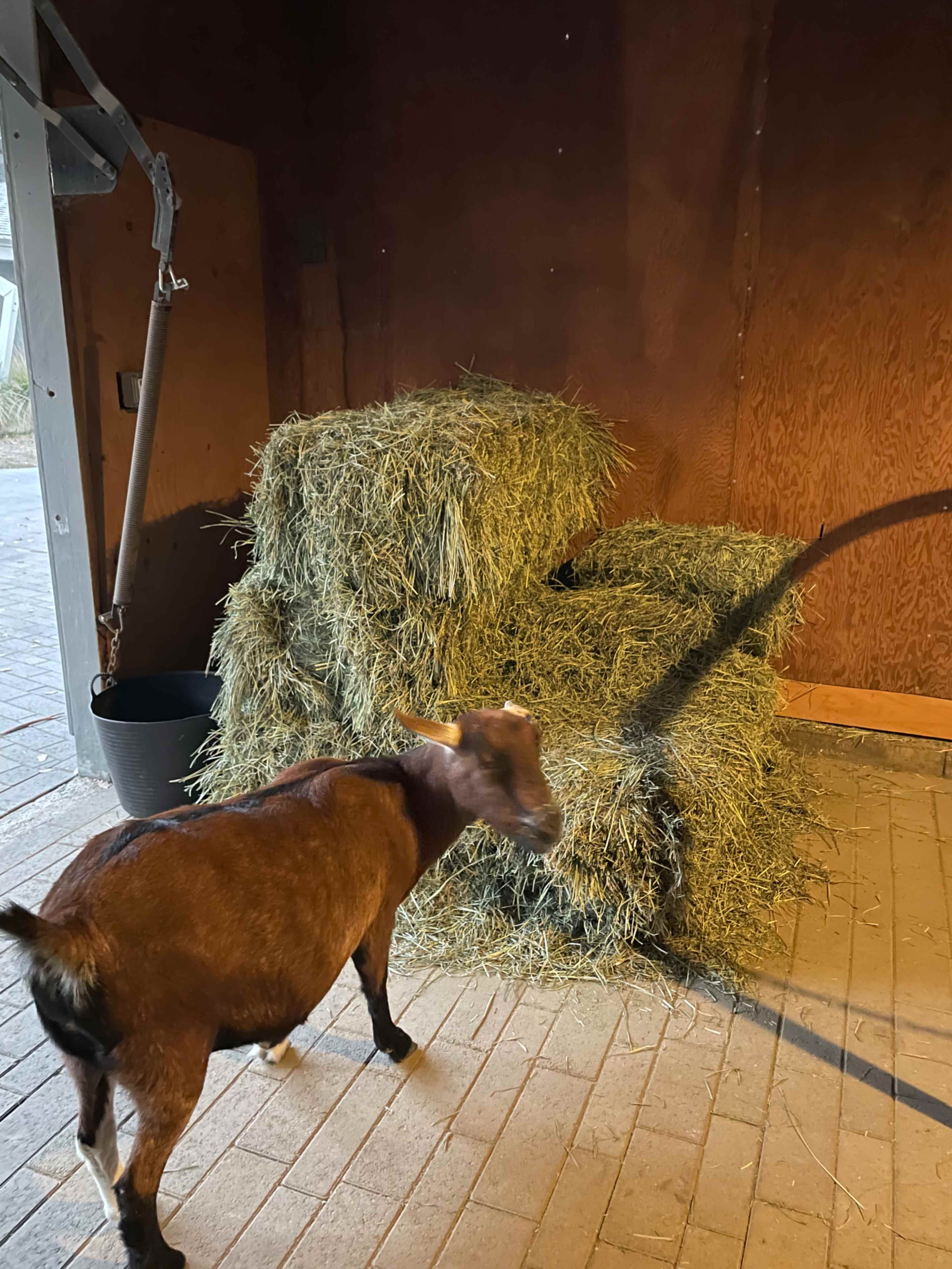 A goat stands near stacks of hay bales in a barn.