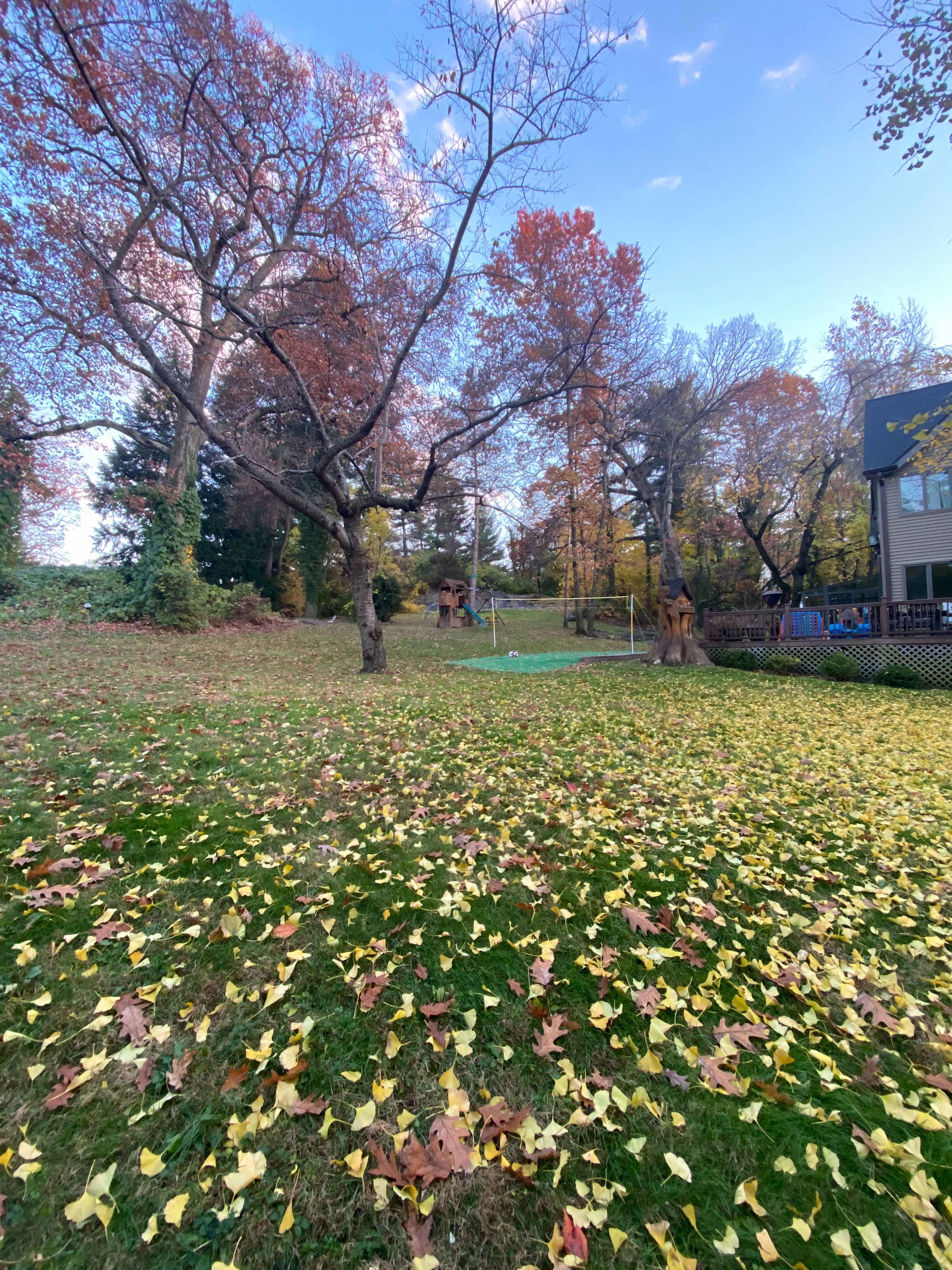 The image shows a backyard with trees displaying autumn foliage and a ground covered in fallen leaves.