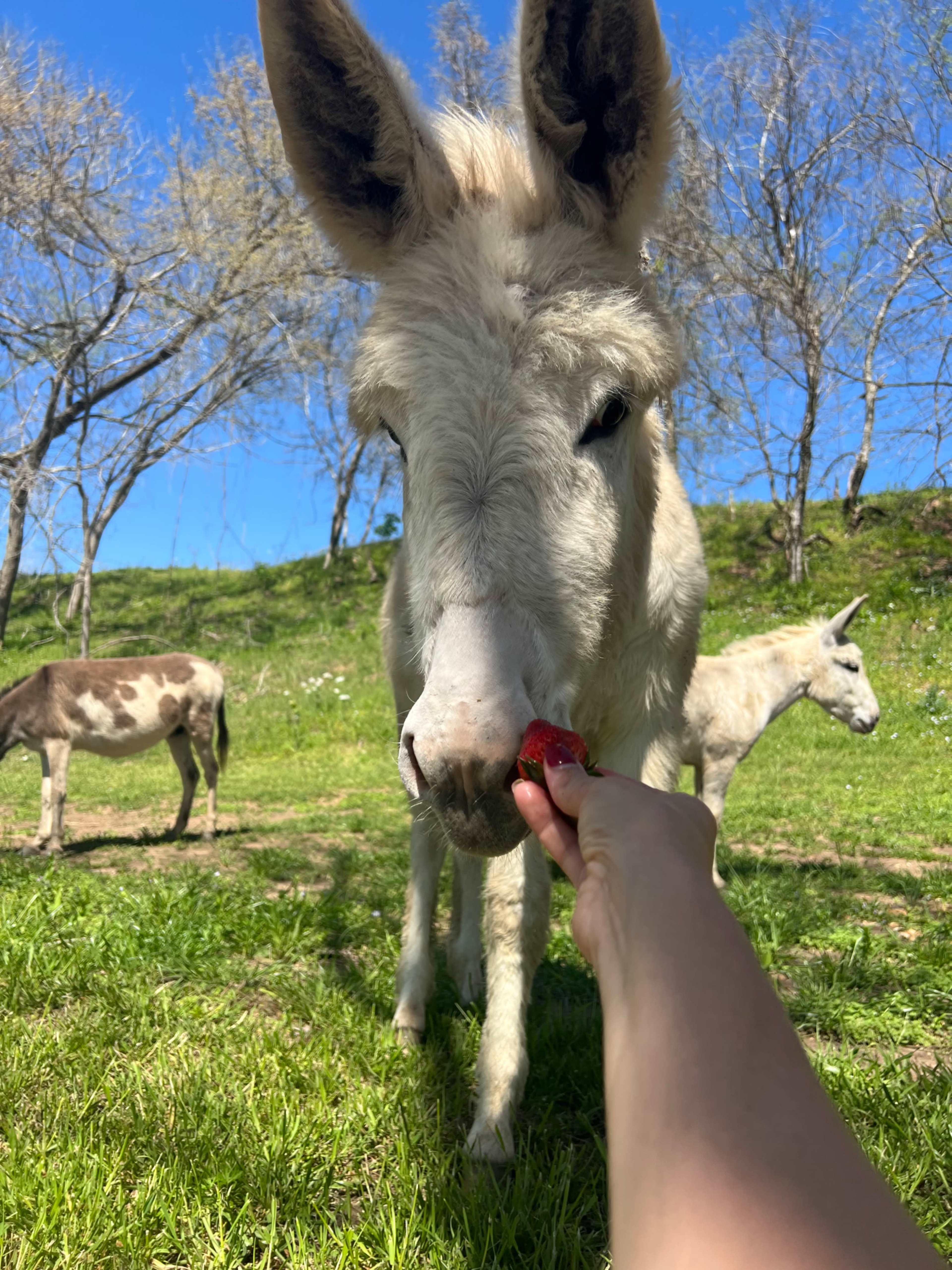 A person is holding a strawberry in front of a white donkey, with two other donkeys visible in the background among the trees and grass.