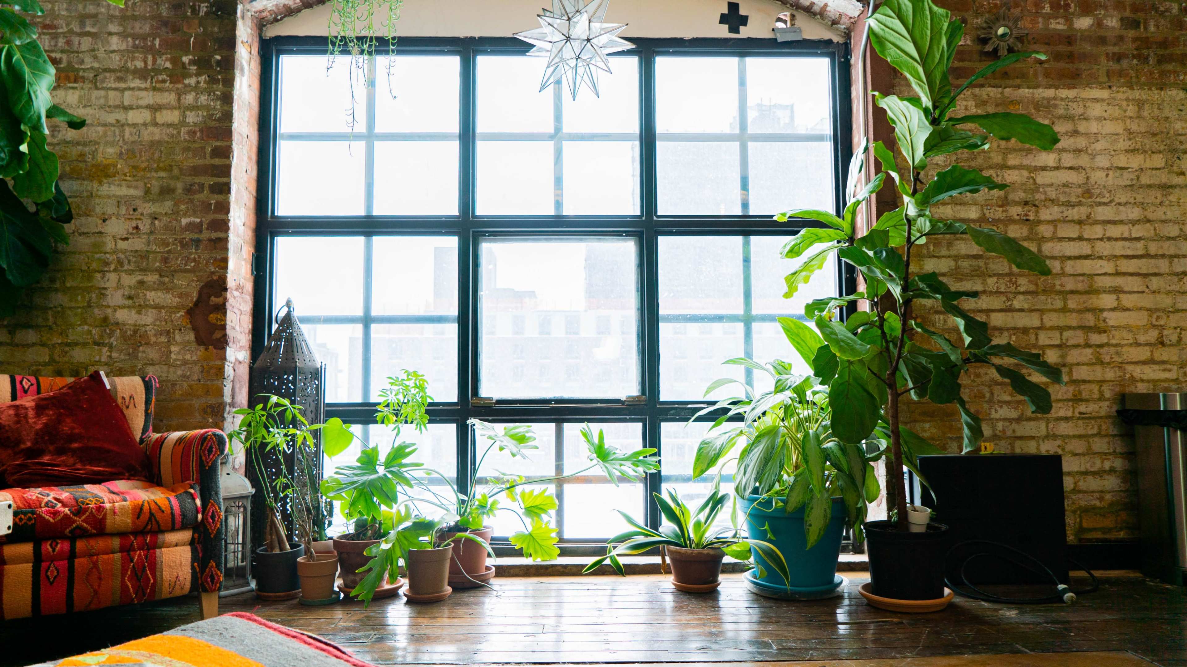 A large window surrounded by various potted plants and a colorful couch fills the living space with natural light.