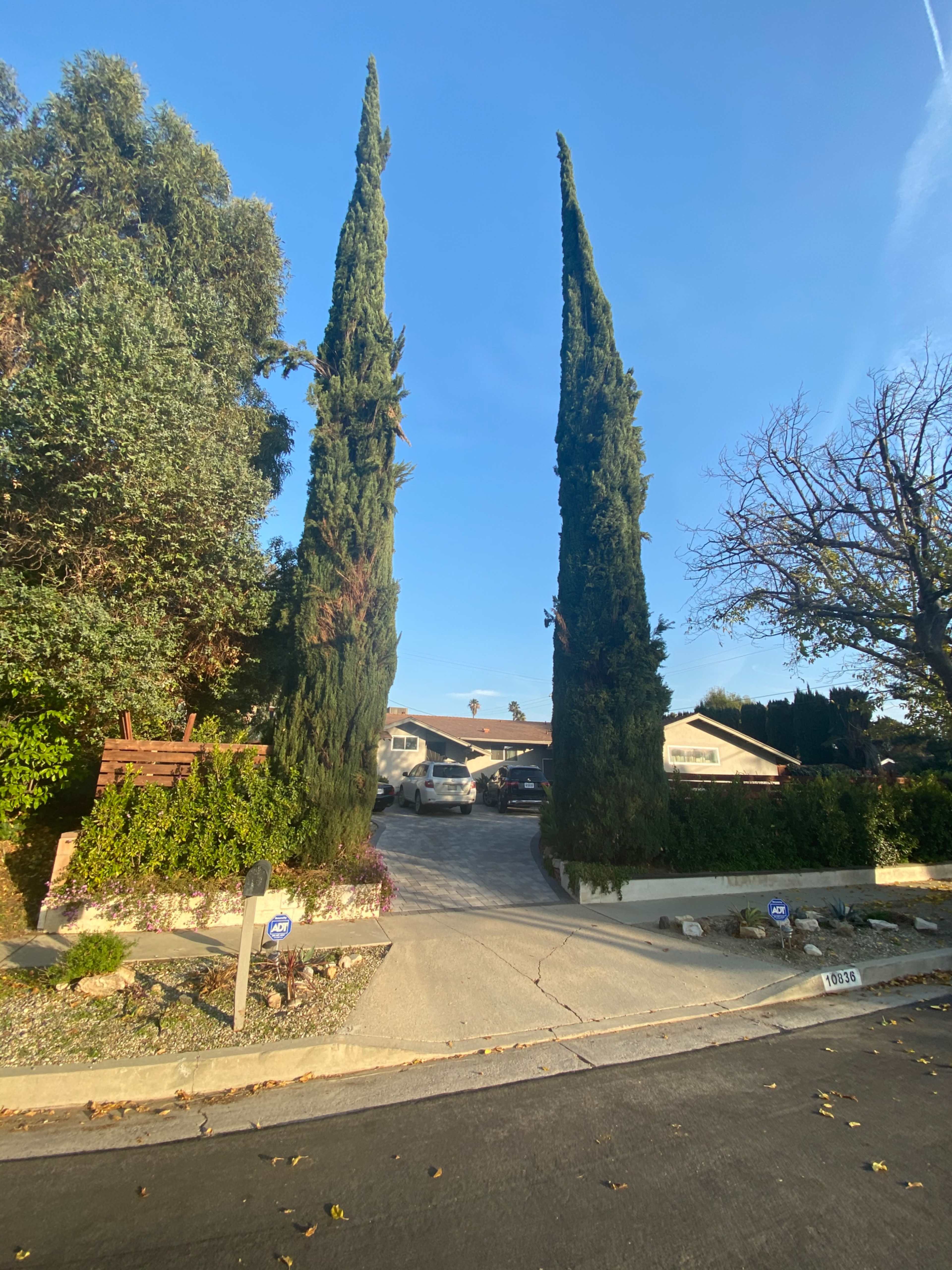 The image shows a residential driveway flanked by tall cypress trees, leading to a house in the background under a clear blue sky.