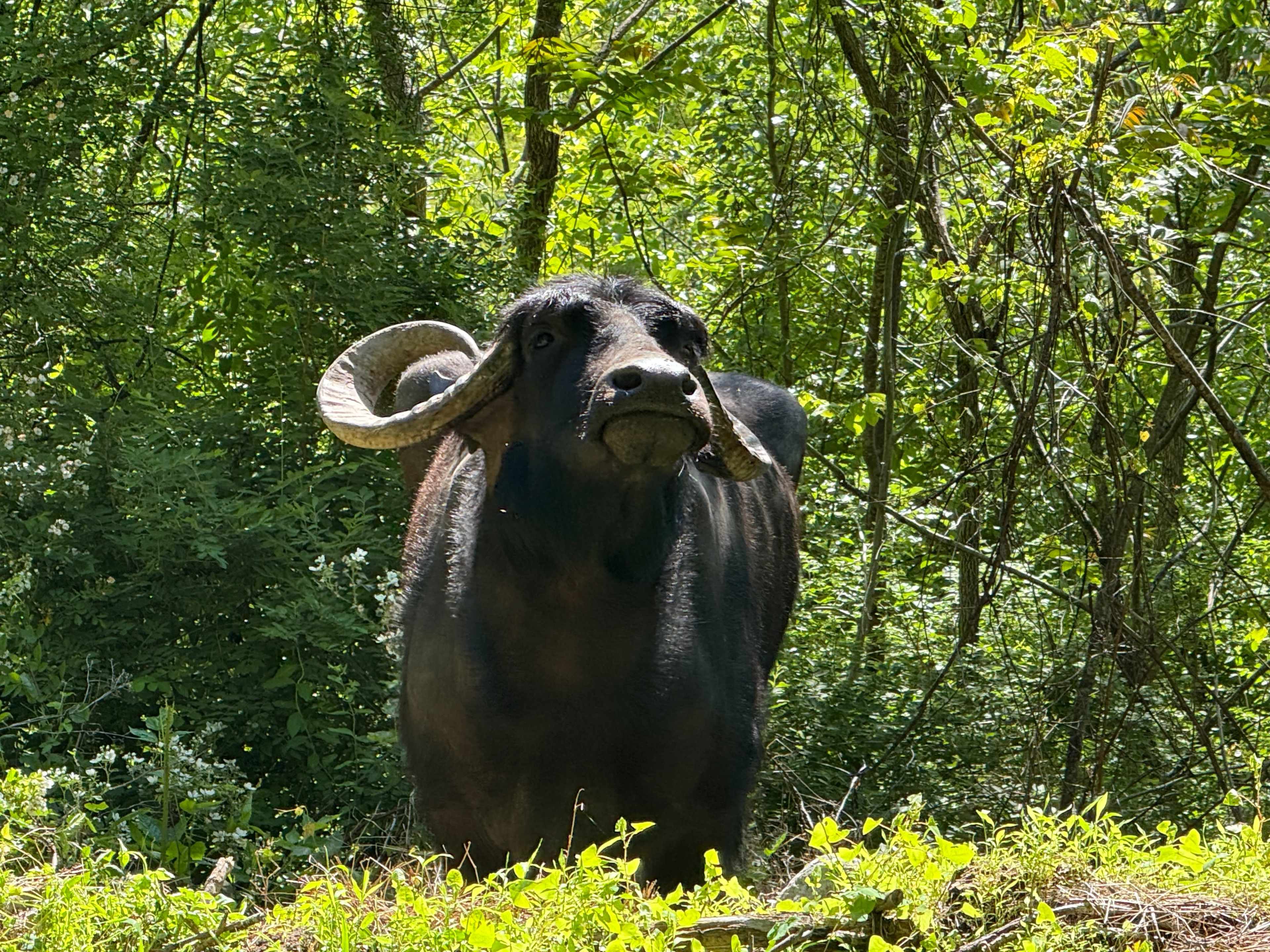 170 acre farm with great views, fields and farm animals Image in Hope, Hope, NJ