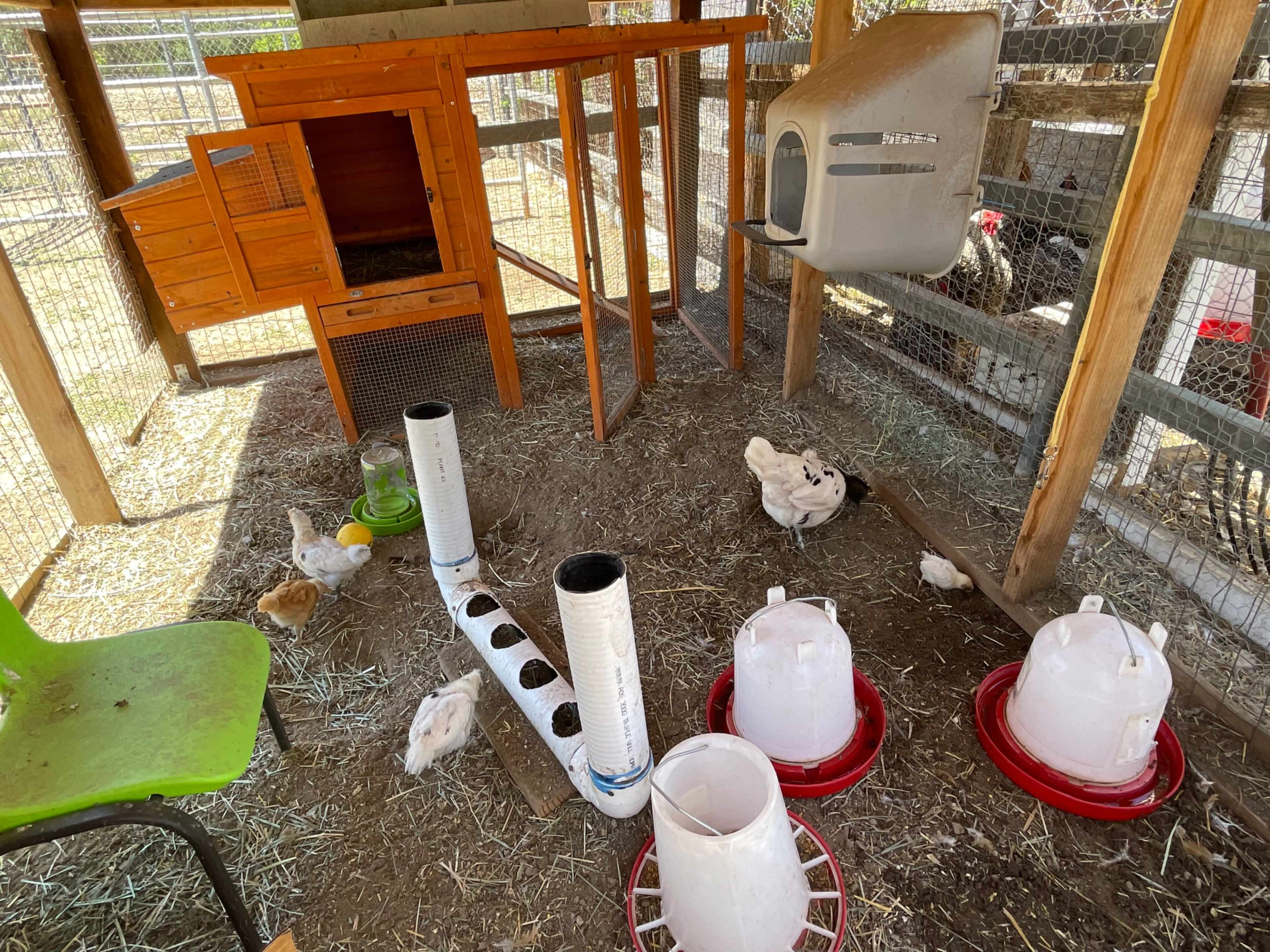 A chicken coop with a wooden henhouse, feeding troughs, and several chickens scattered on the dirt floor.