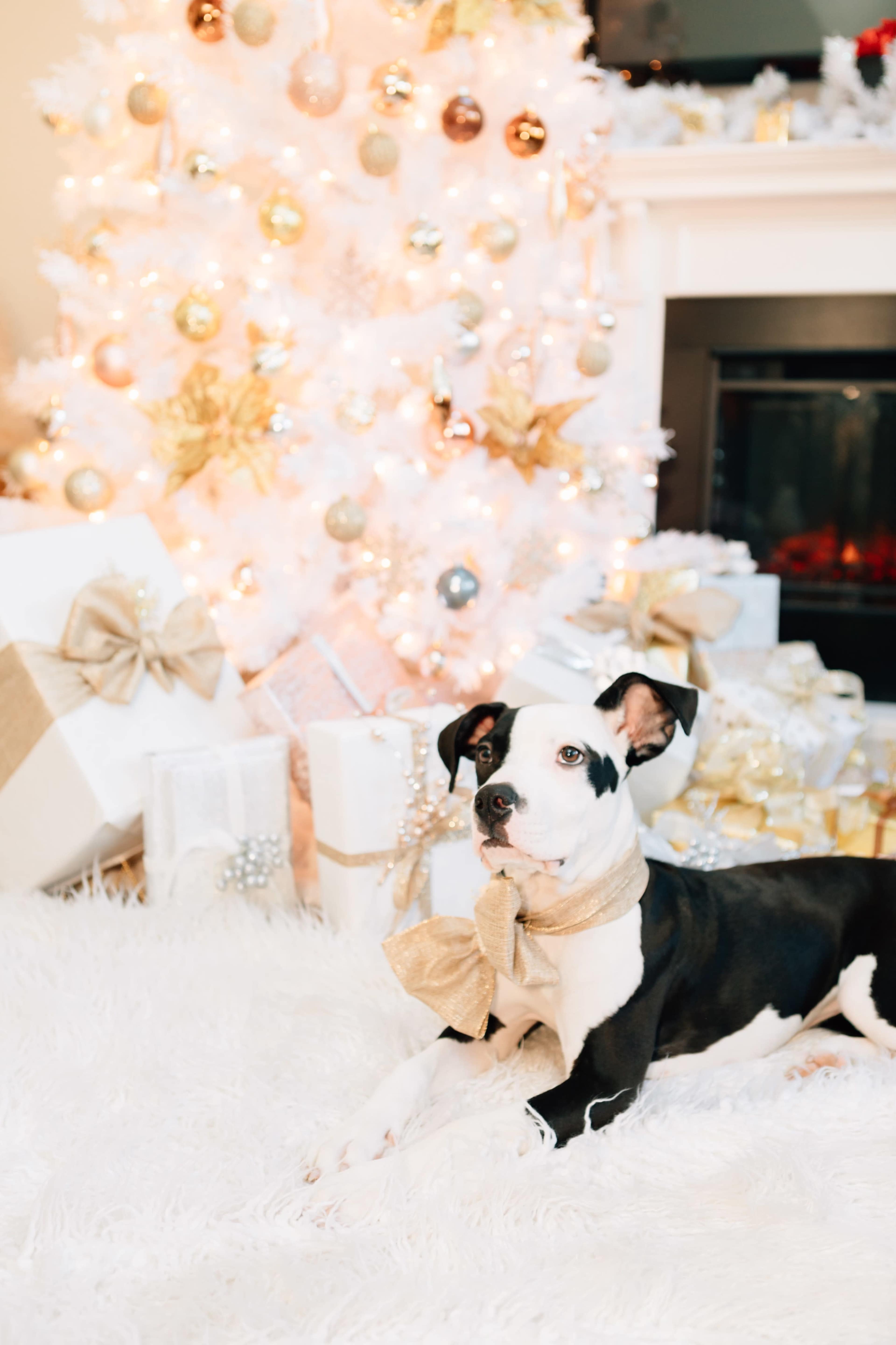 A black and white dog with a bow is lying on a fluffy rug in front of a decorated Christmas tree and wrapped gifts.
