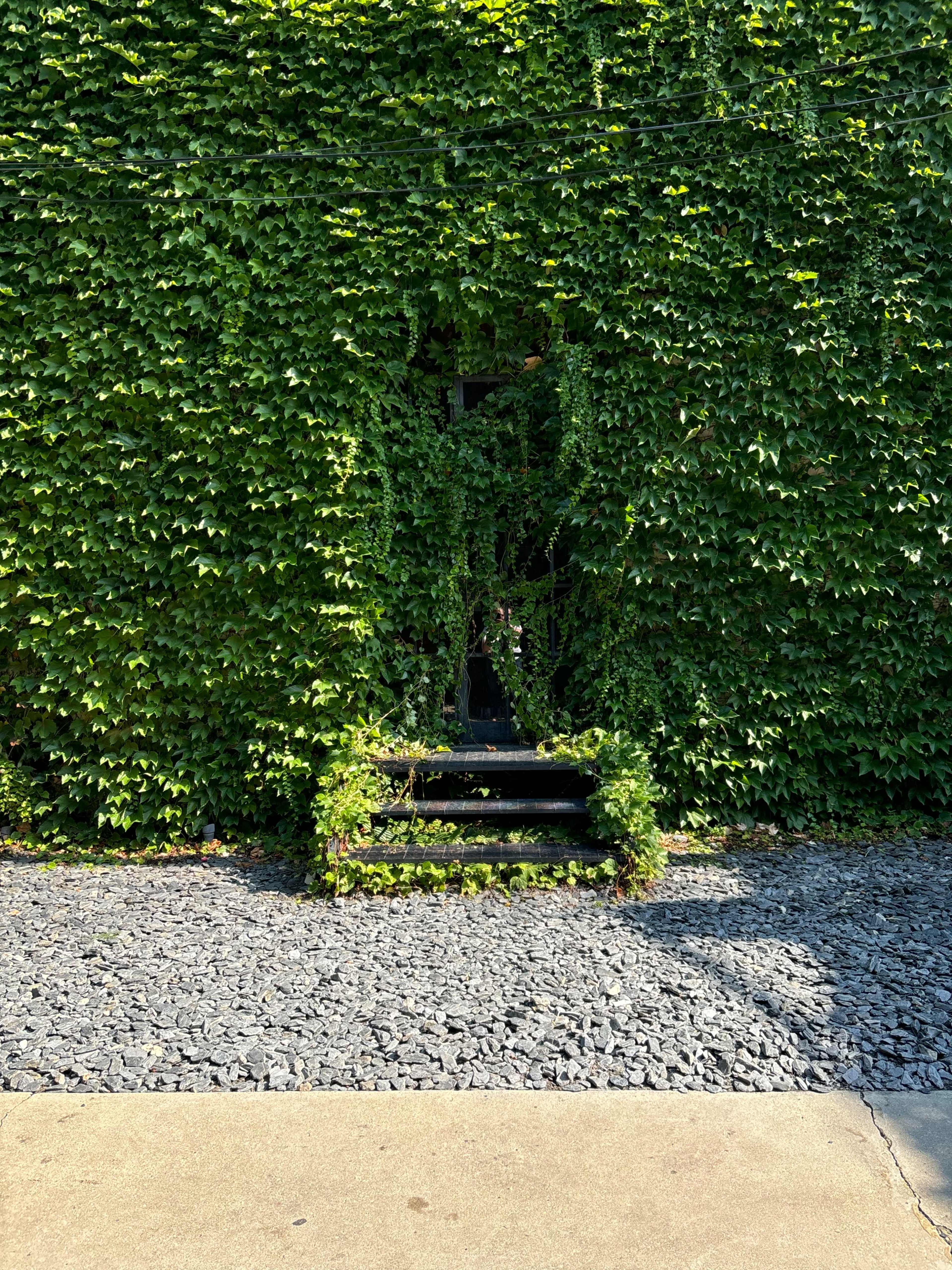 A set of wooden steps is partially visible through a dense wall of green ivy, with gravel and concrete surrounding the area.