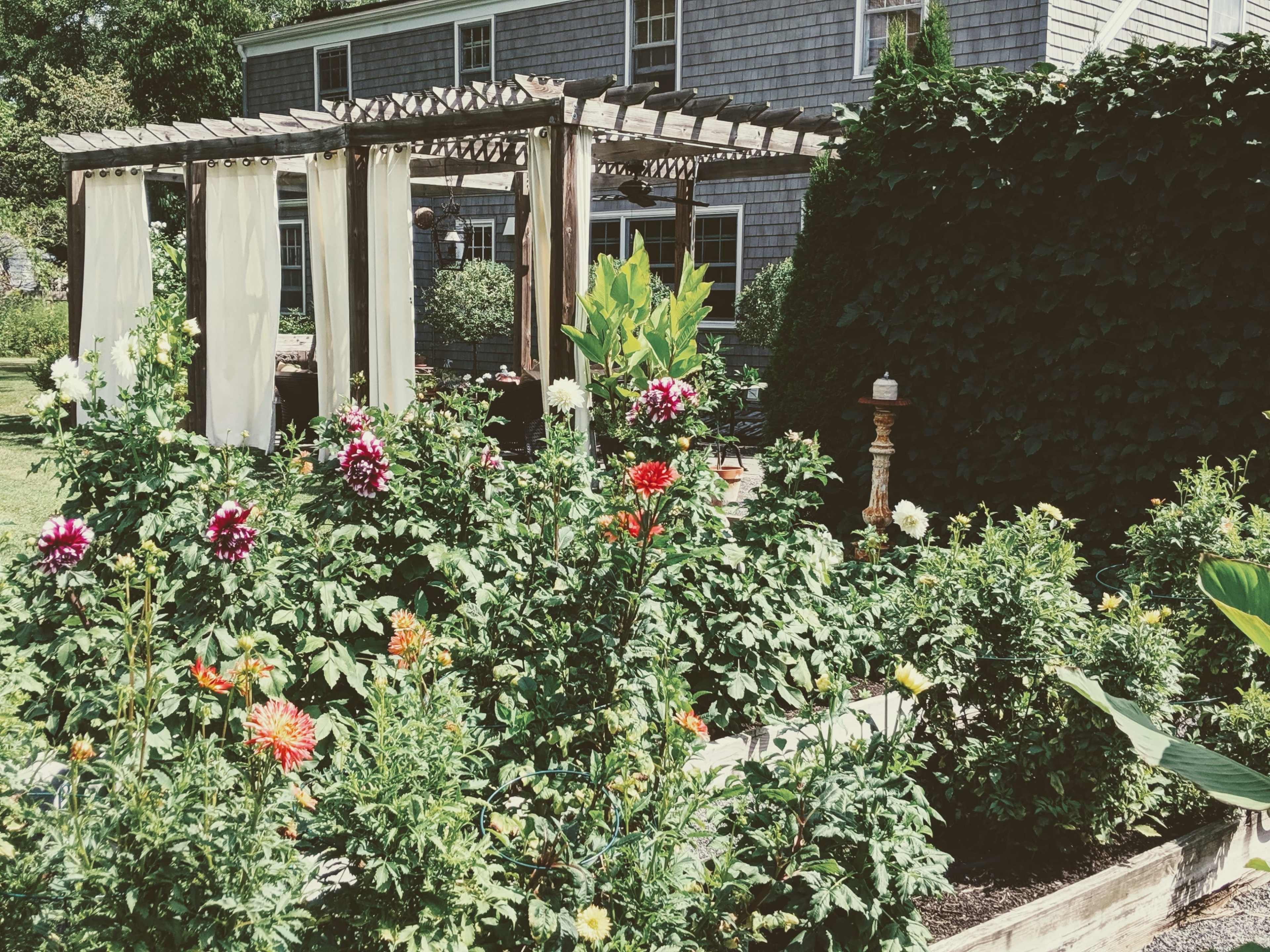 A garden area featuring a wooden pergola draped with fabric and surrounded by vibrant flowers, including dahlias, in full bloom.