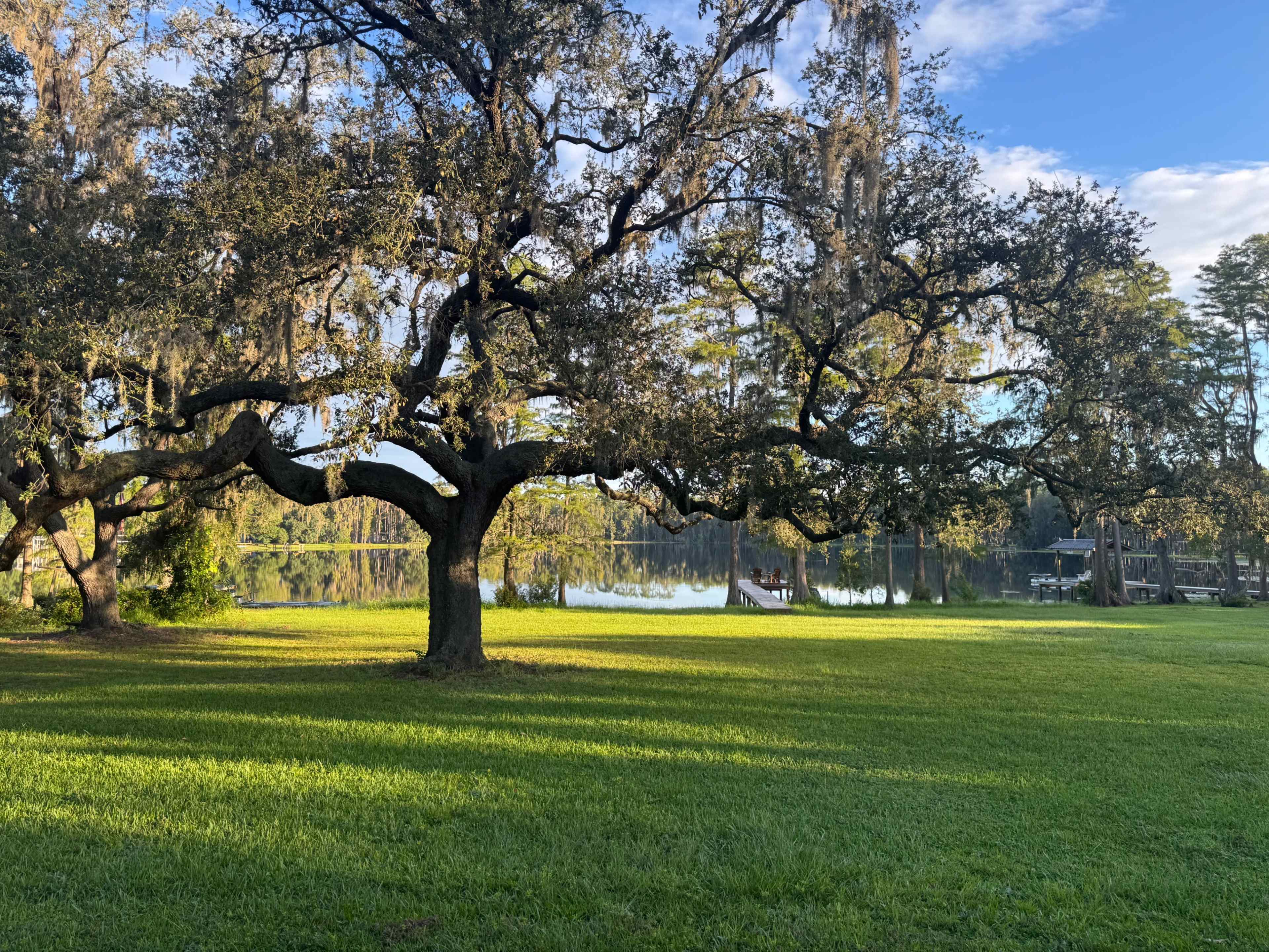 A large oak tree drapes its branches over a grassy area near a lake, with Spanish moss hanging down and sunlight filtering through the leaves.