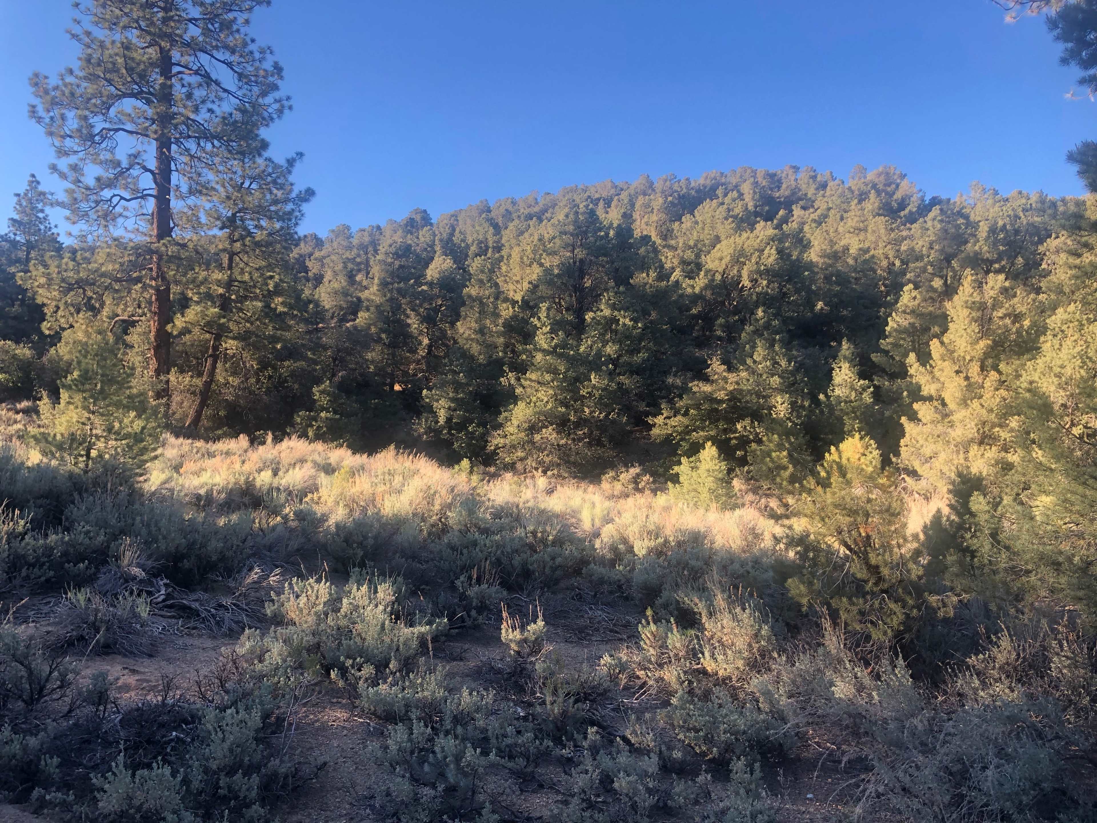 A forested hillside with tall pines and underbrush under a blue sky.