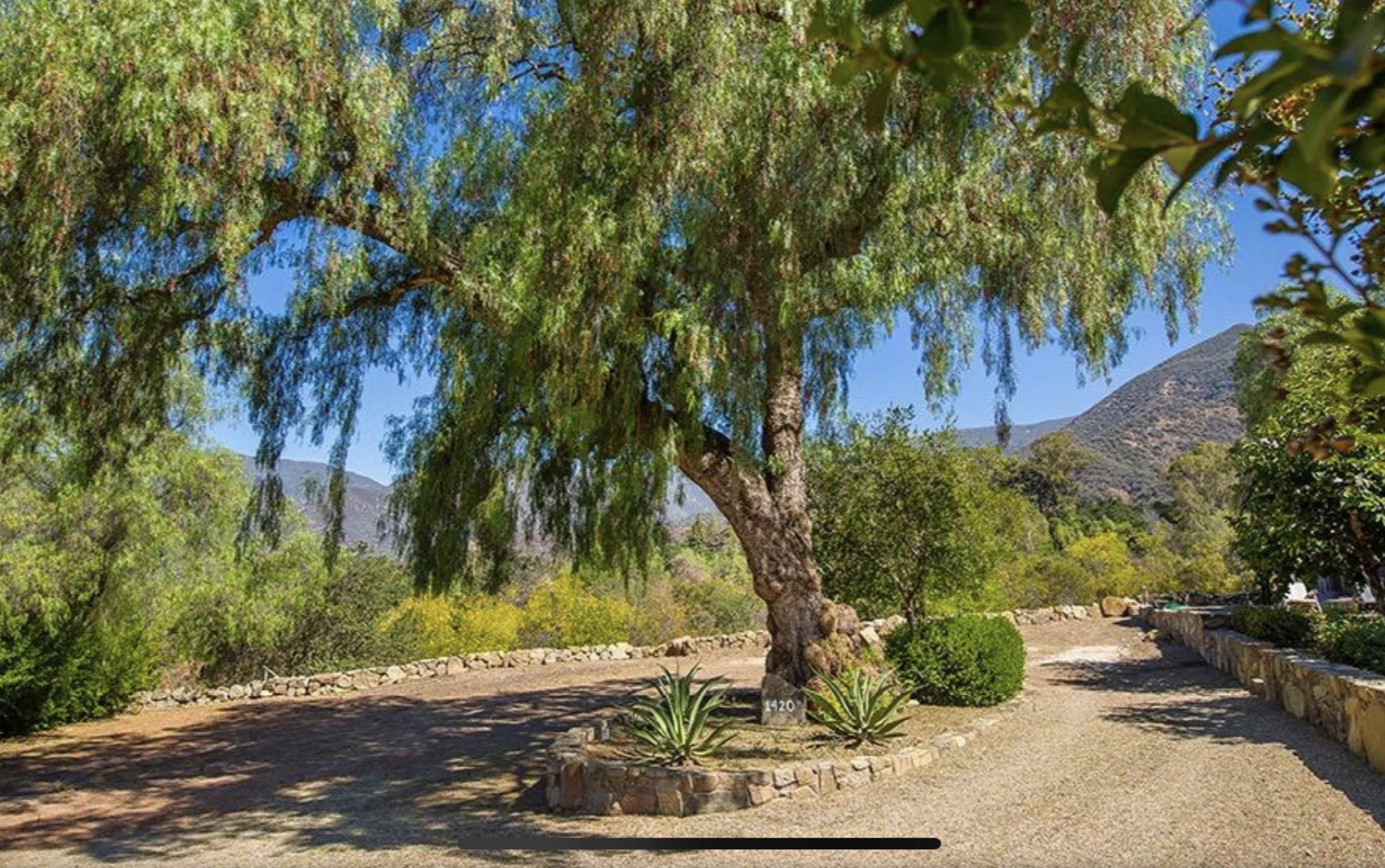 A large tree stands beside a gravel pathway, framed by low stone walls and surrounding vegetation in a scenic landscape.