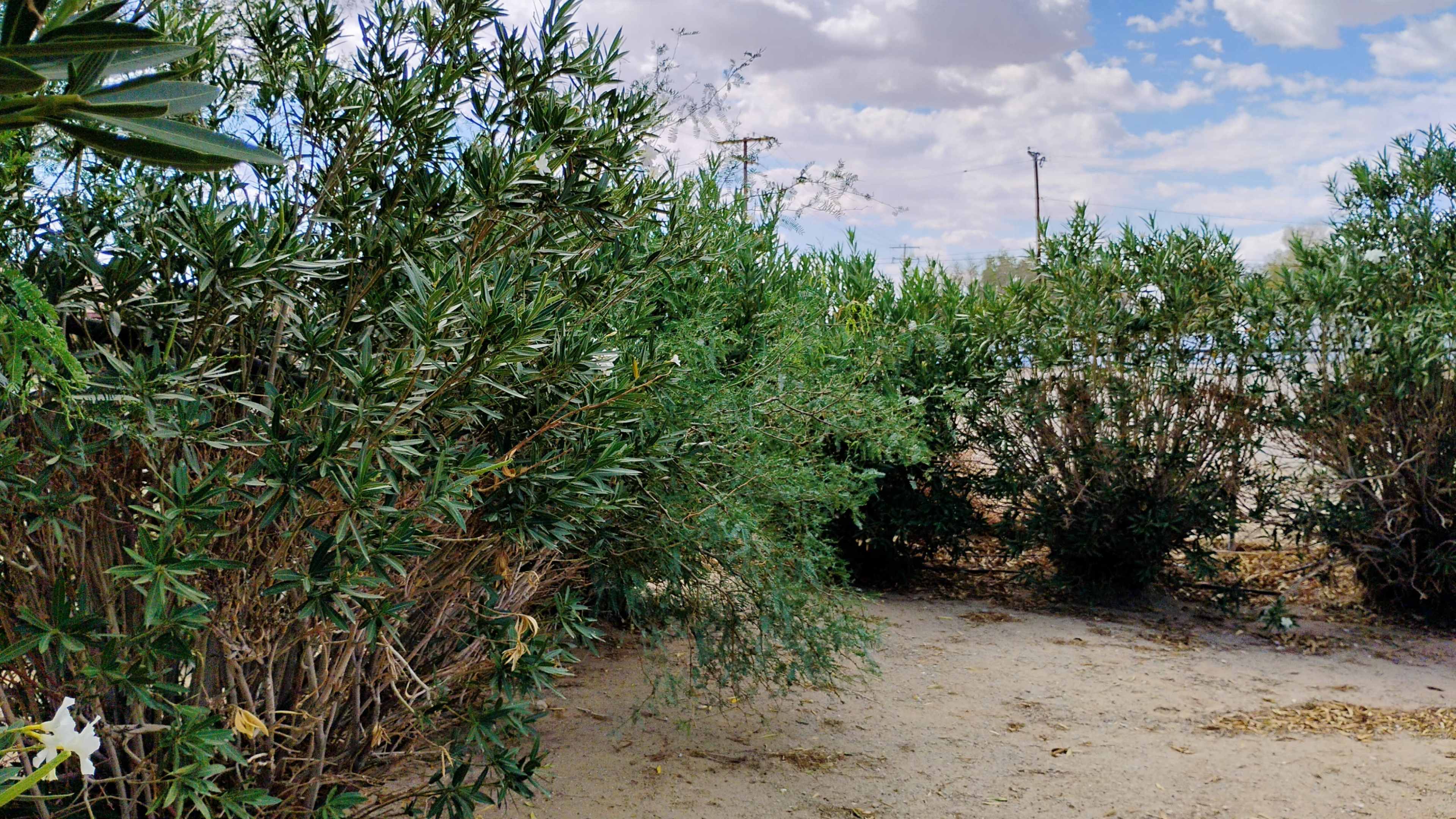 The image shows a patch of dense green shrubbery in a sandy area under a partly cloudy sky.