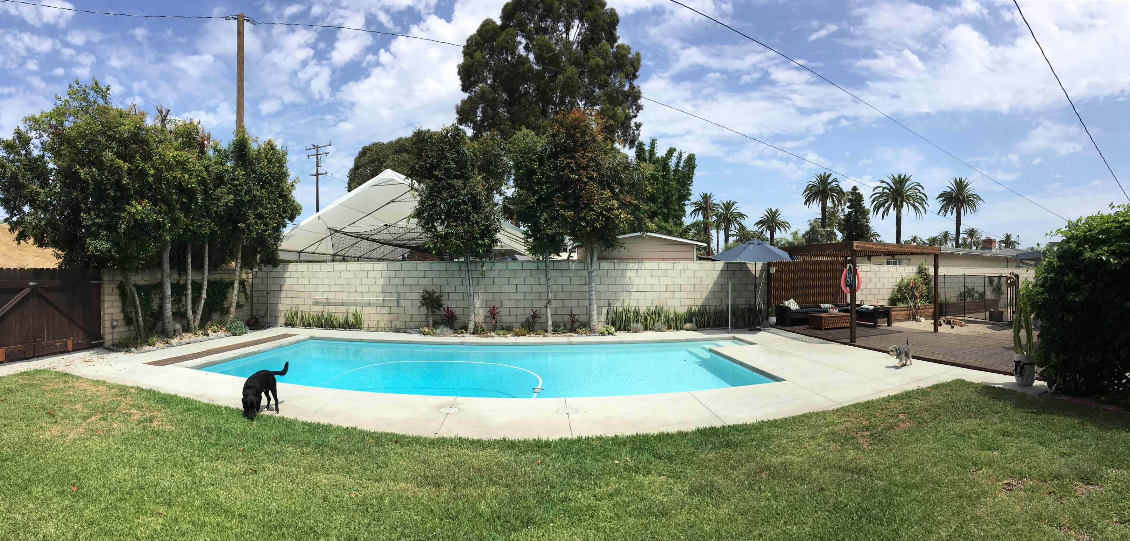 The image shows a backyard with a swimming pool, surrounded by trees and palm trees, with two dogs near the water's edge and a patio area in the background.