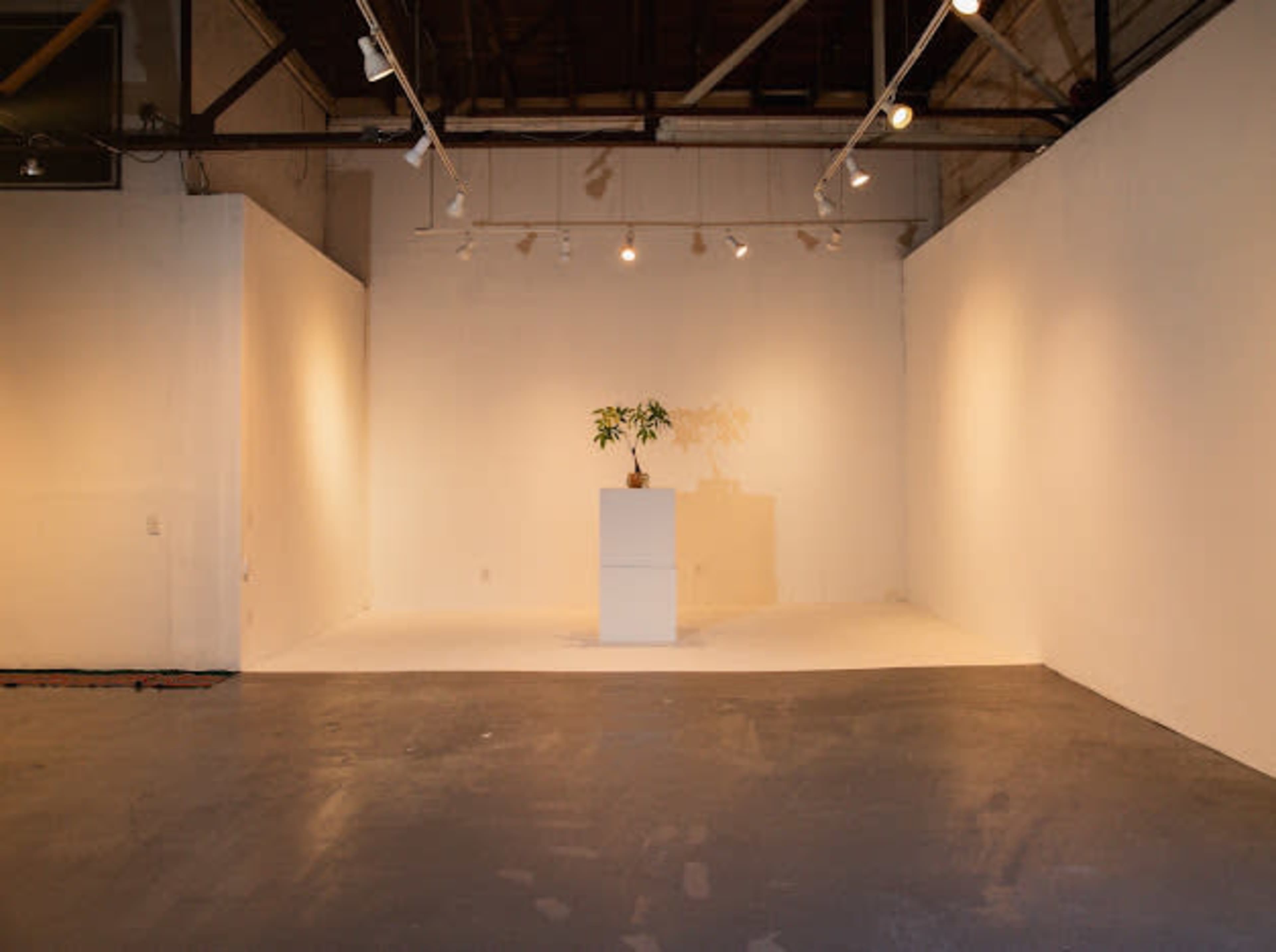 The image shows a minimalist art gallery with white walls, a small plant displayed on a pedestal, and spotlights illuminating the scene.