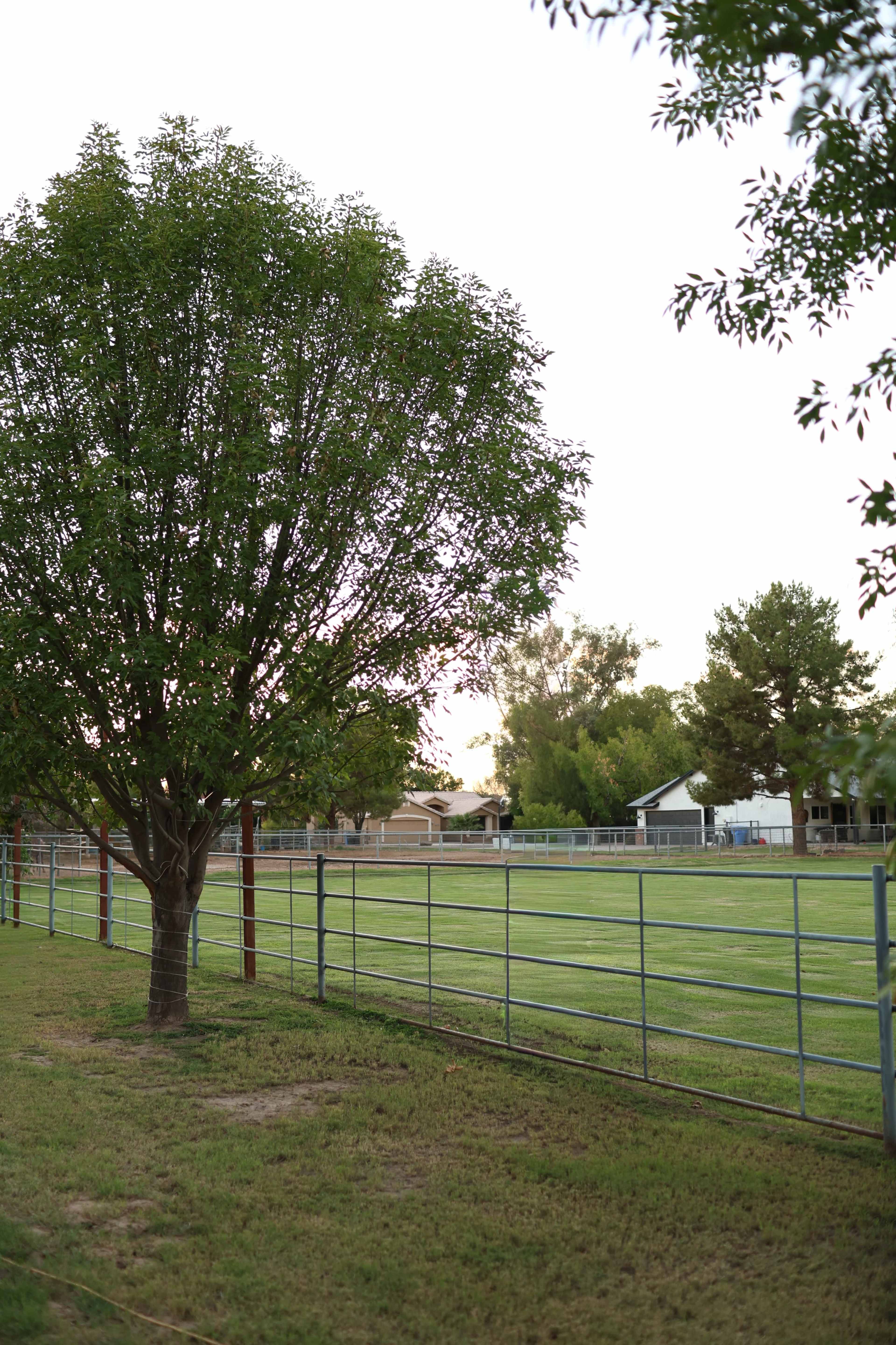 A large tree stands beside a metal fence, with a grassy field and a few buildings visible in the background.