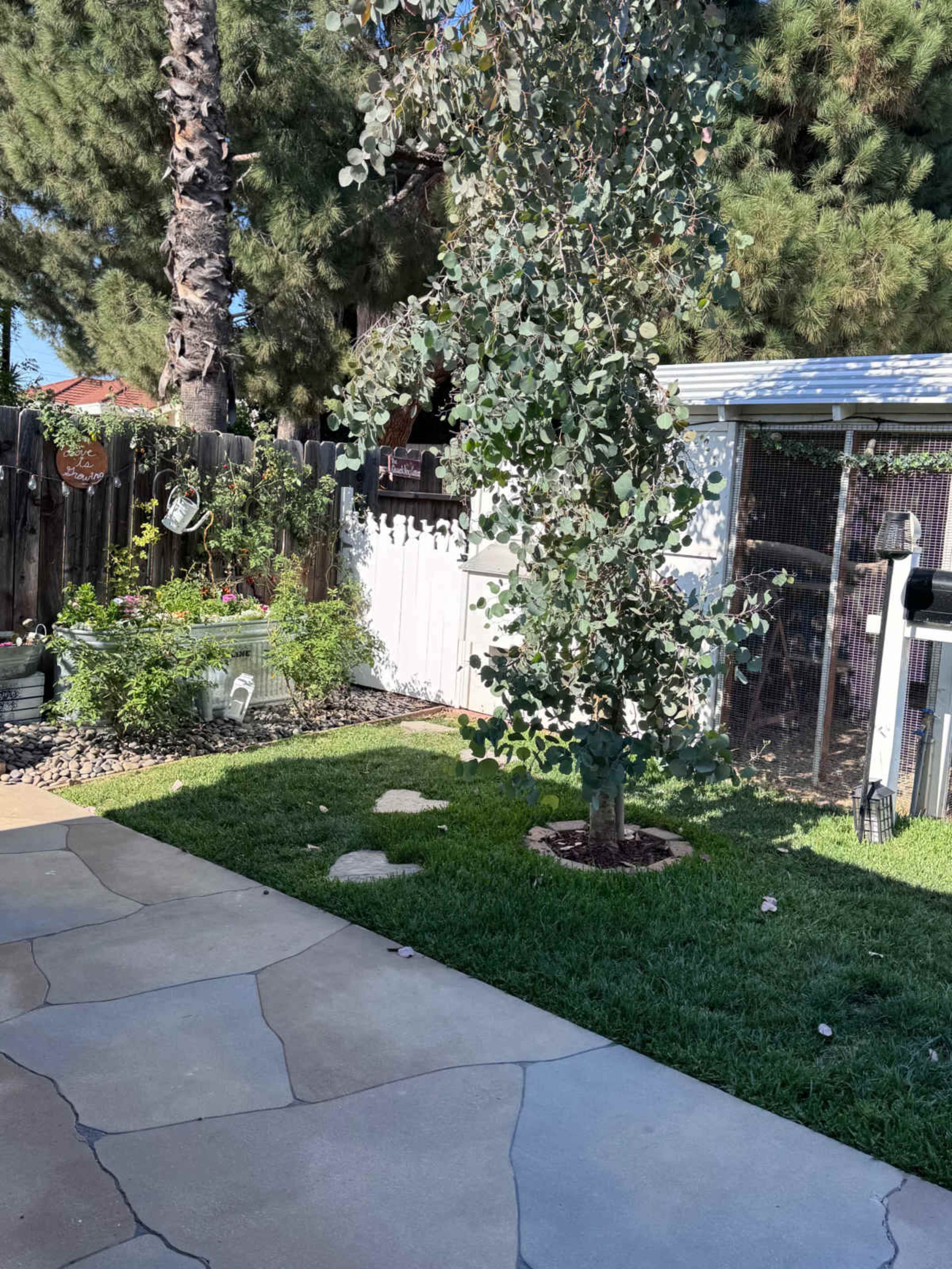 The image shows a backyard with a stone pathway, a small green lawn, a young tree, and a white shed behind a wooden fence.
