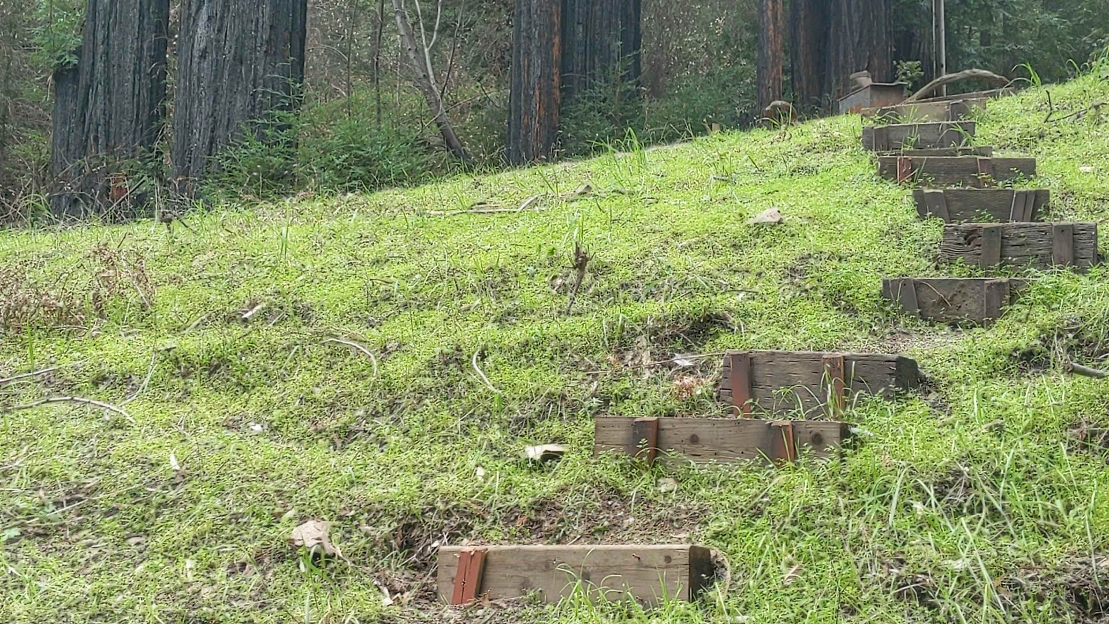 A set of wooden steps leads up a grassy hill bordered by tall trees in the background.