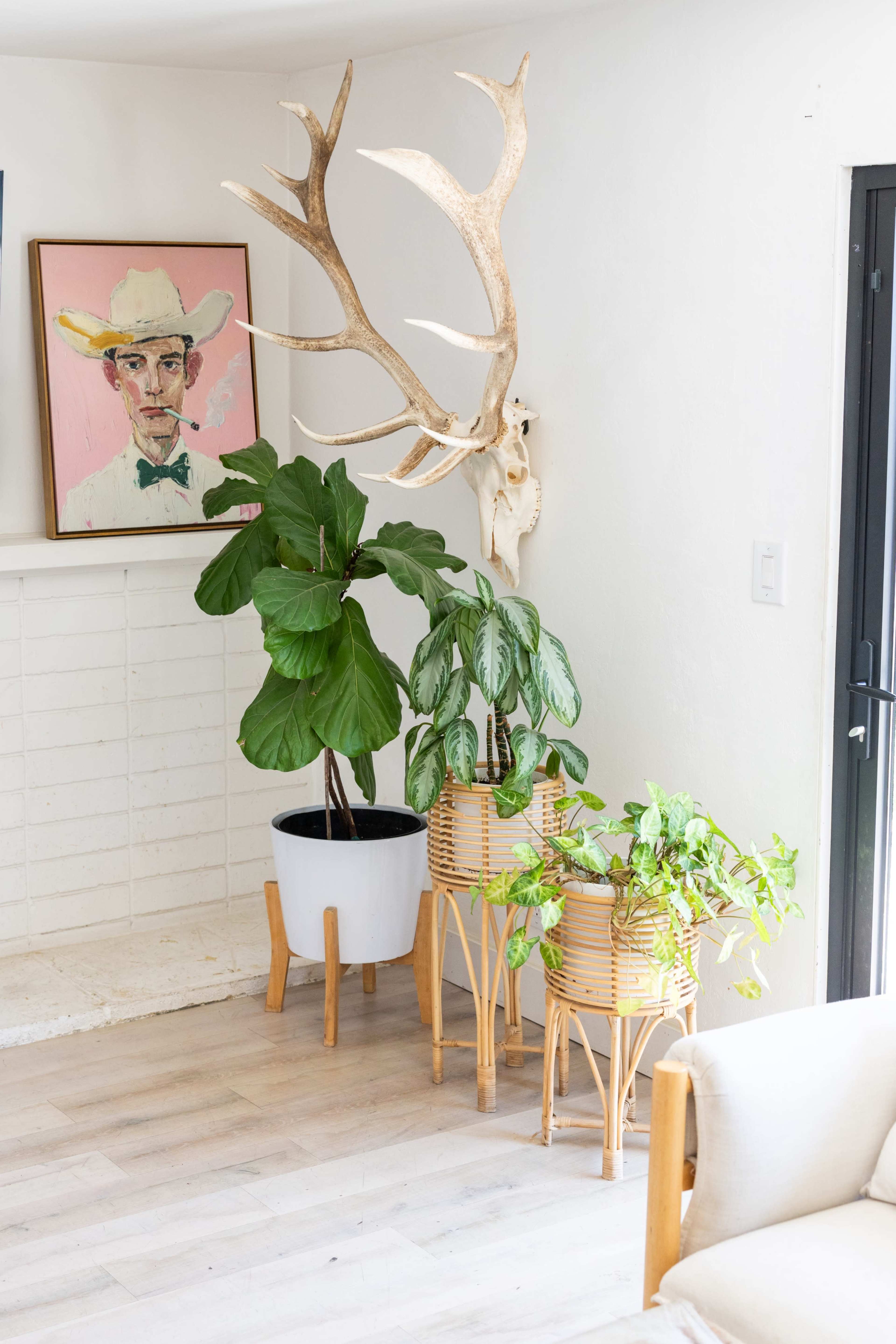 The image shows a corner of a room featuring a large mounted deer antler, a portrait of a man in a cowboy hat, and several potted plants in decorative stands.