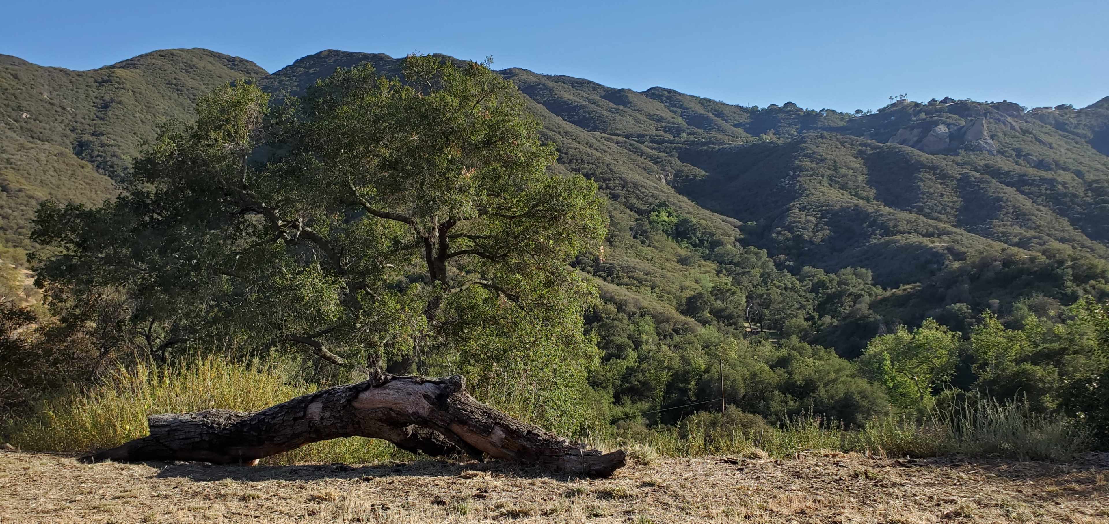 A large fallen tree is positioned in the foreground, with rolling green hills and mountains in the background under a clear blue sky.