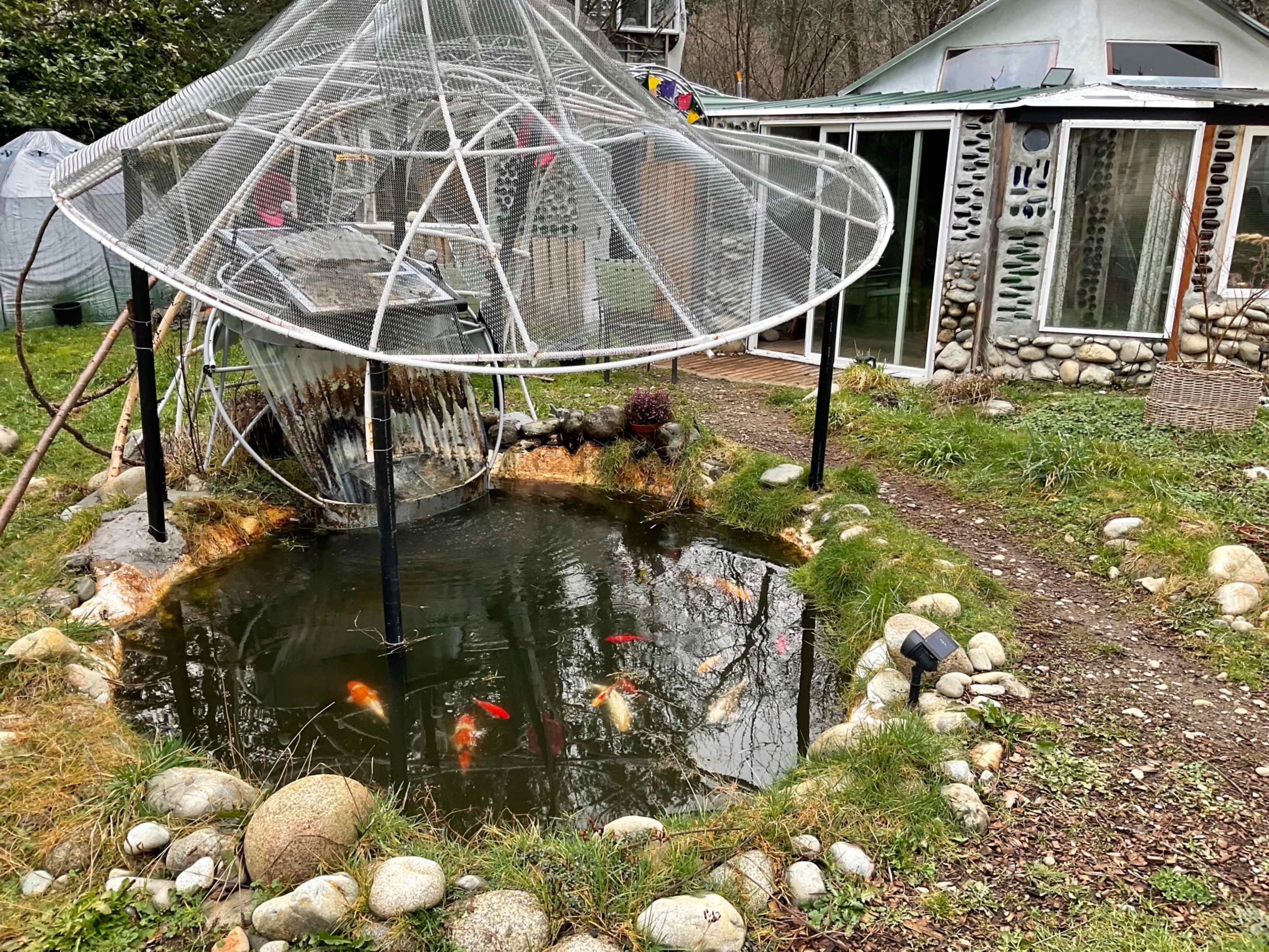 A koi pond surrounded by smooth stones is covered by a large, dome-shaped netting structure, with a greenhouse and a house visible in the background.