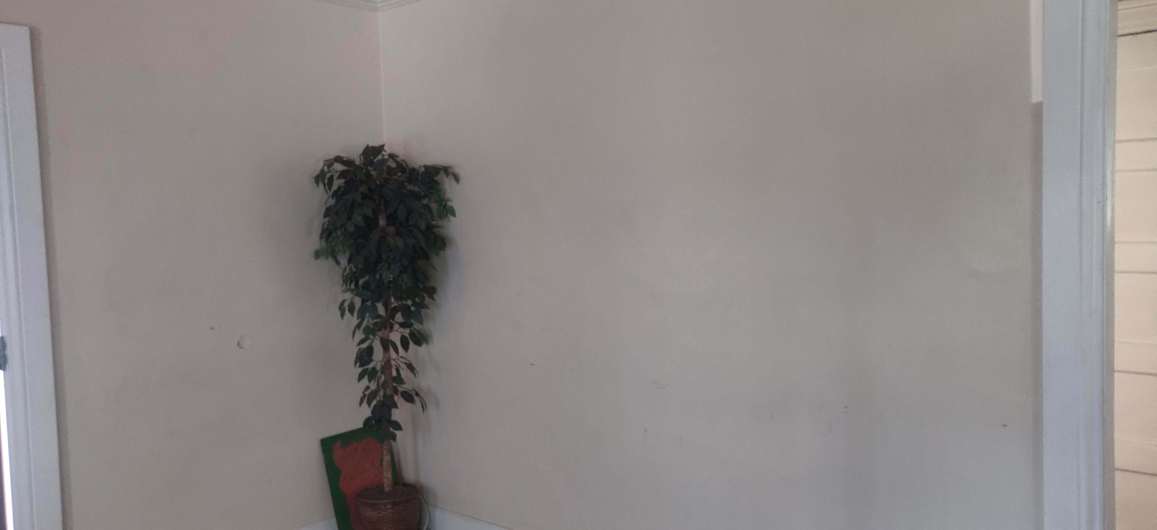 A potted plant stands against a blank wall in a room.