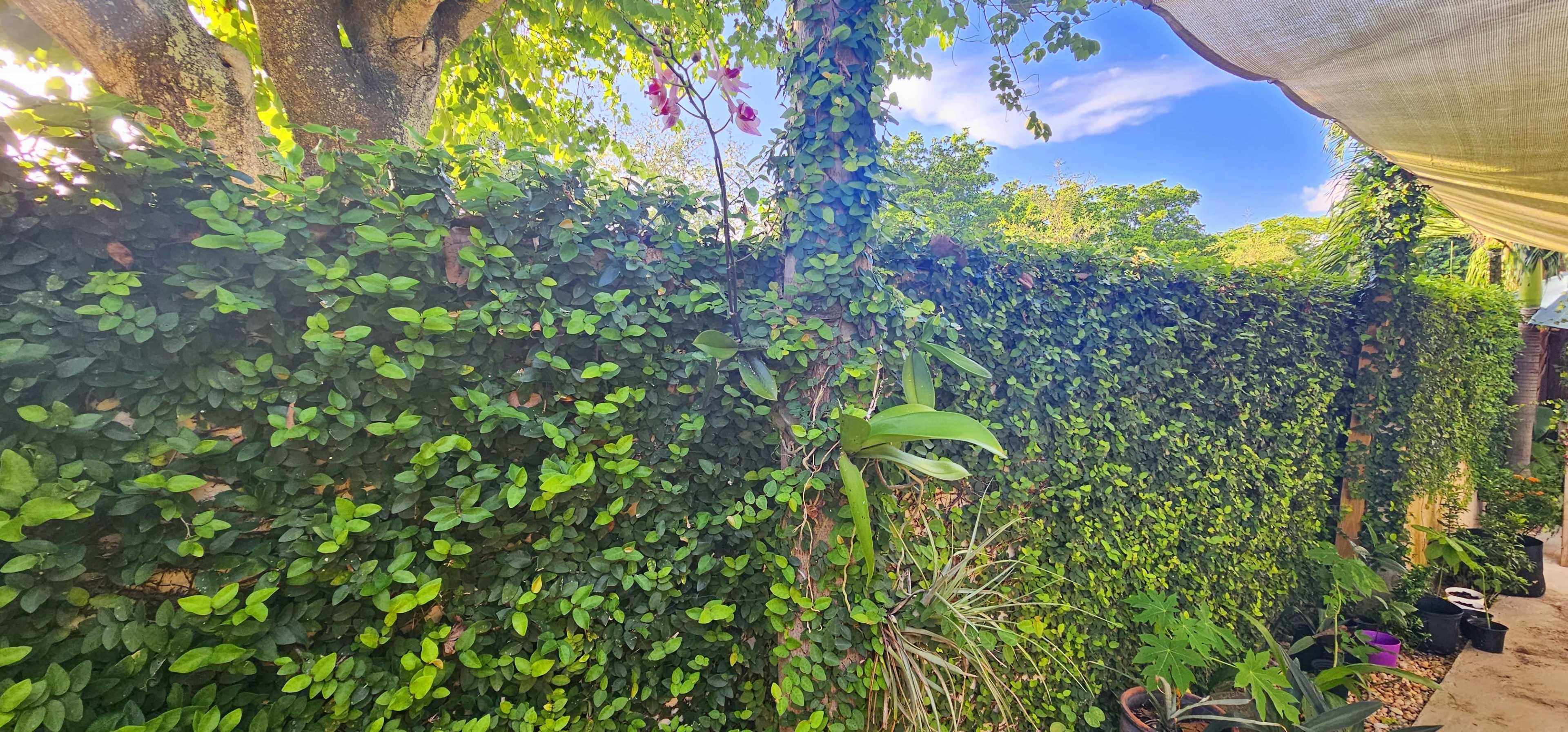 A green wall covered with dense foliage and climbing plants stretches across the scene under a clear blue sky.