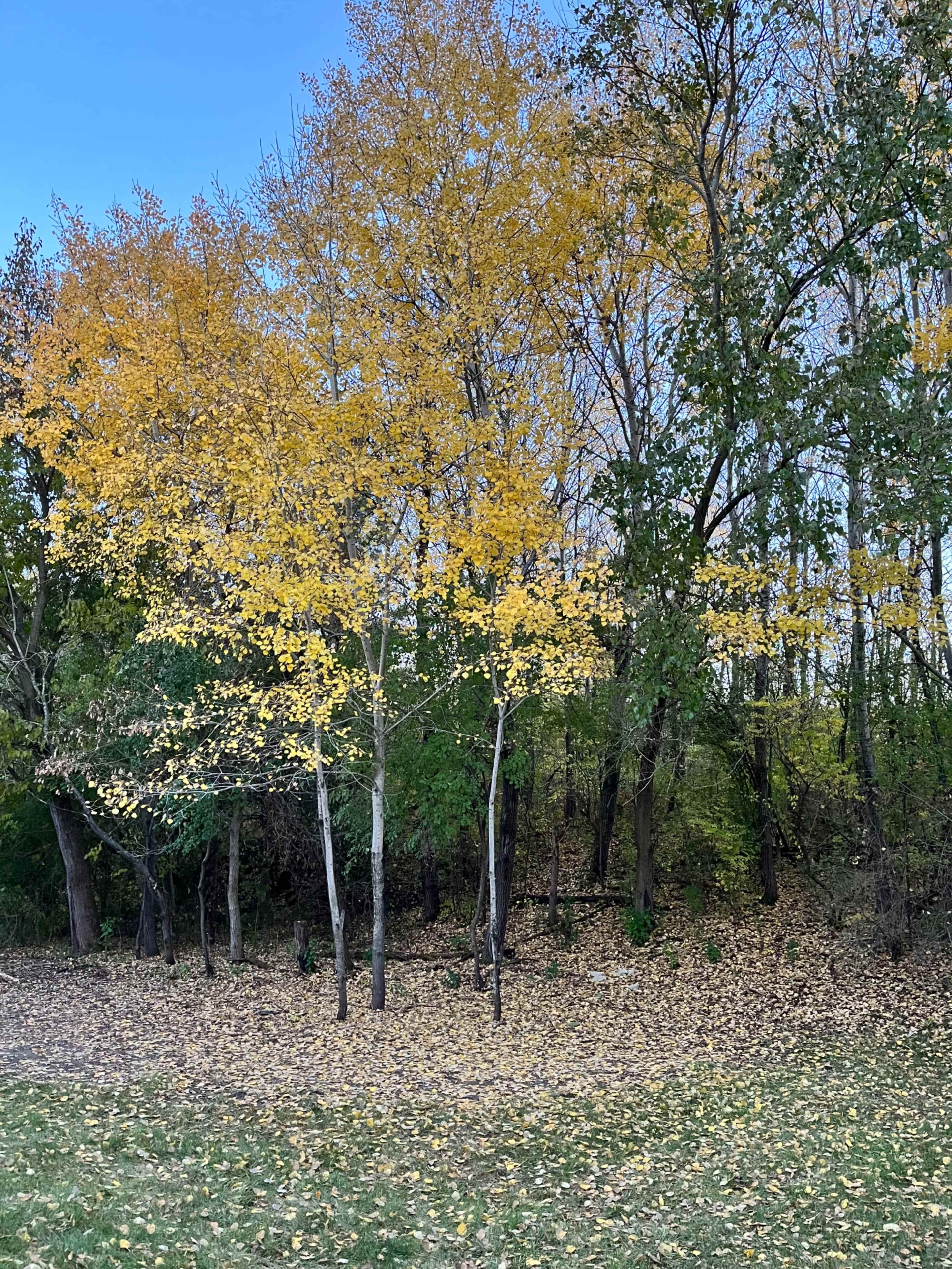A group of trees with yellow leaves stands in a grassy area next to a dense forest.
