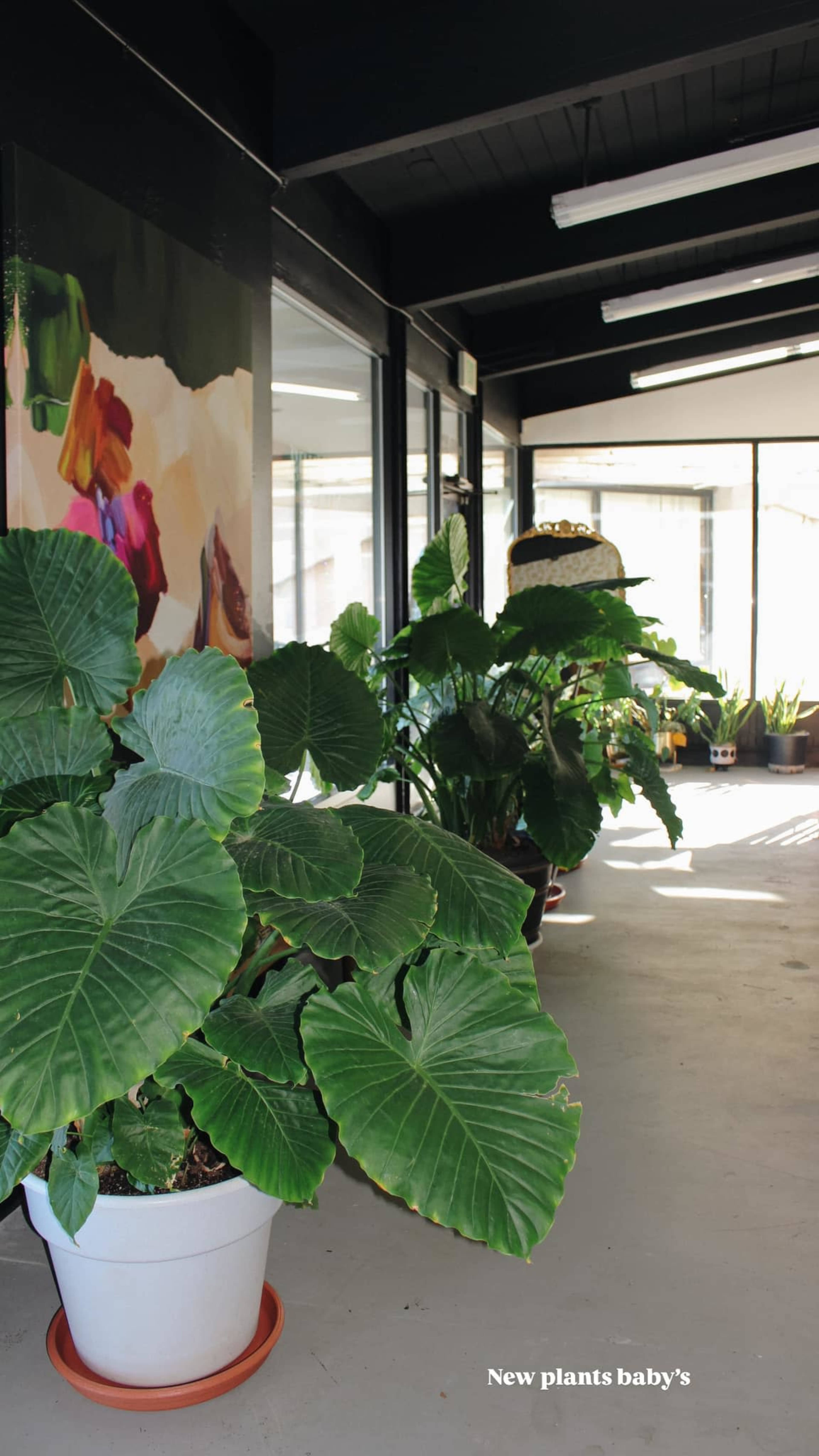 The image shows a hallway filled with large potted plants, with bright green leaves, and a mural on one wall.