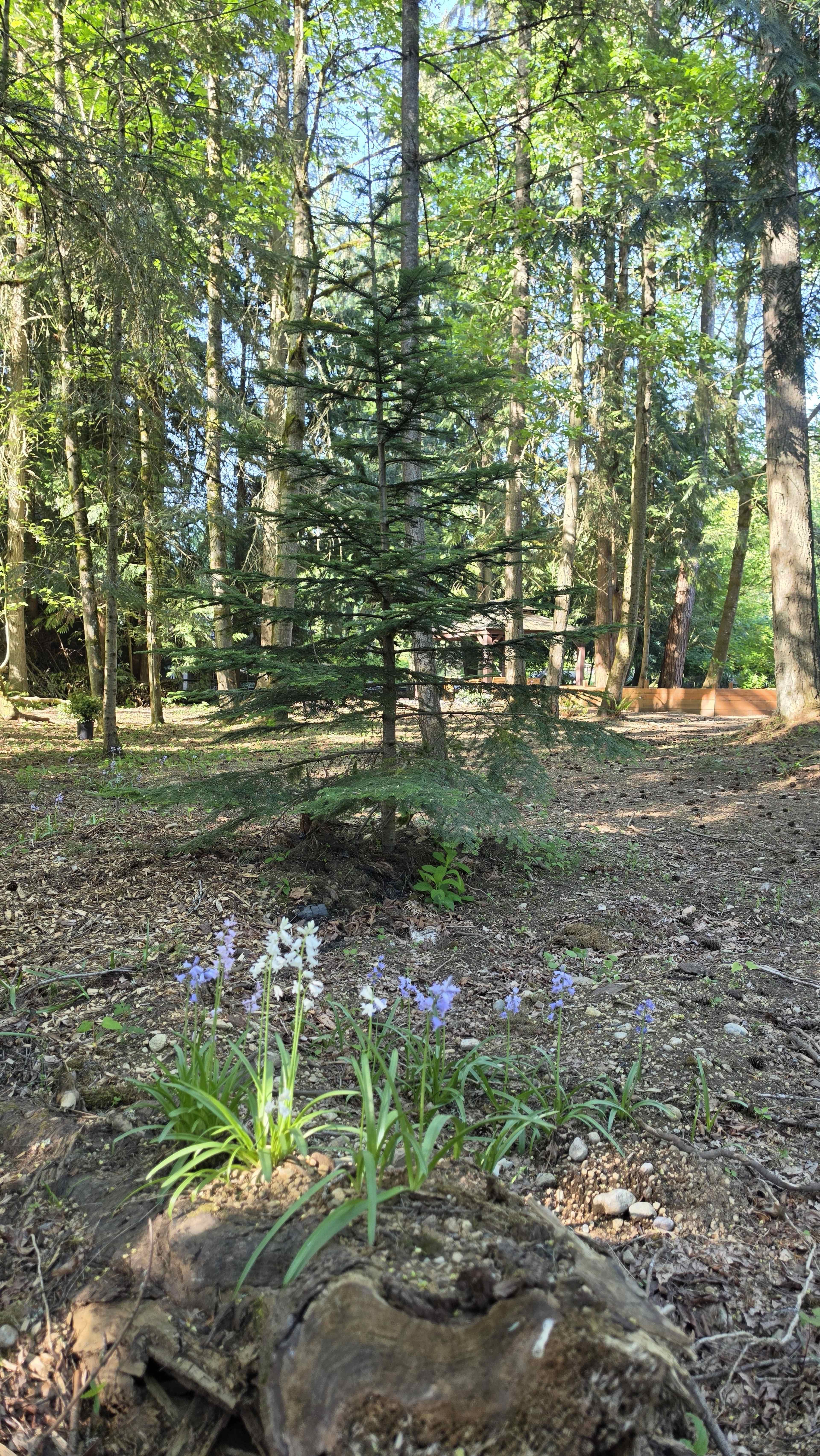 A small cluster of flowers grows at the base of a tree stump in a forest filled with tall trees and dappled sunlight.