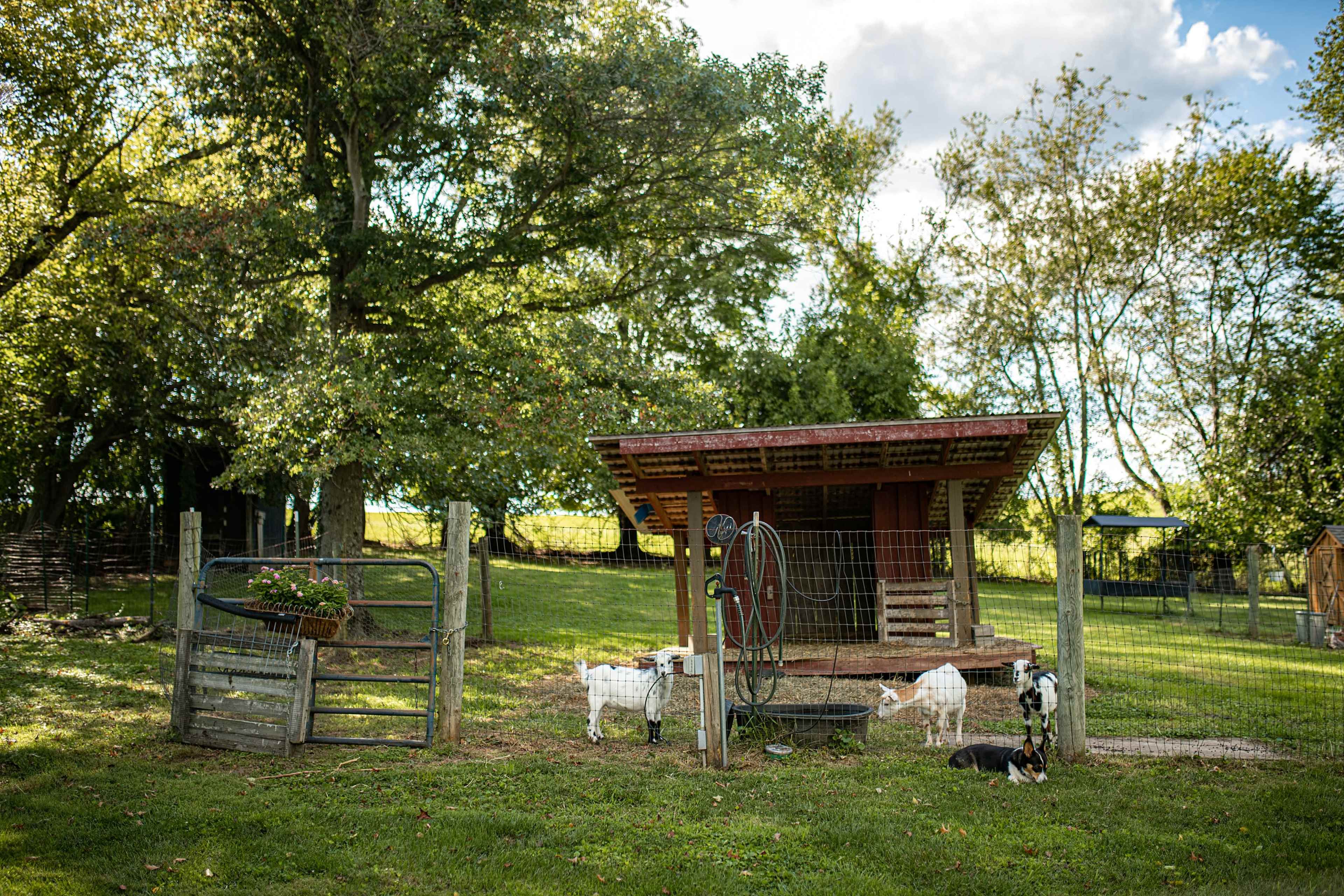 A small farmyard with a shelter for animals, surrounded by a fence, featuring goats and a cat in a grassy area under trees.