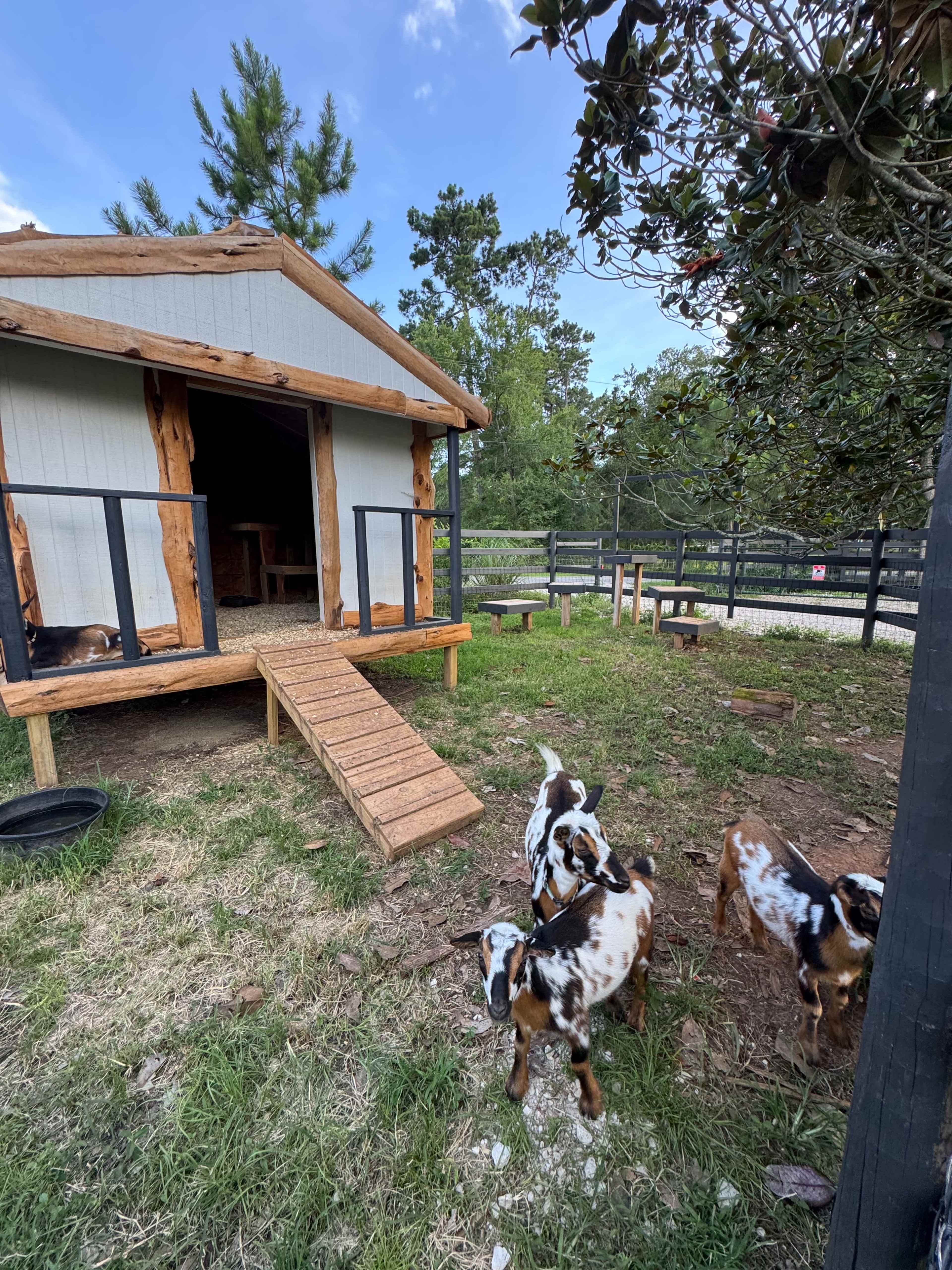 A small wooden cabin with a ramp is situated next to a fenced area where several small goats are grazing.