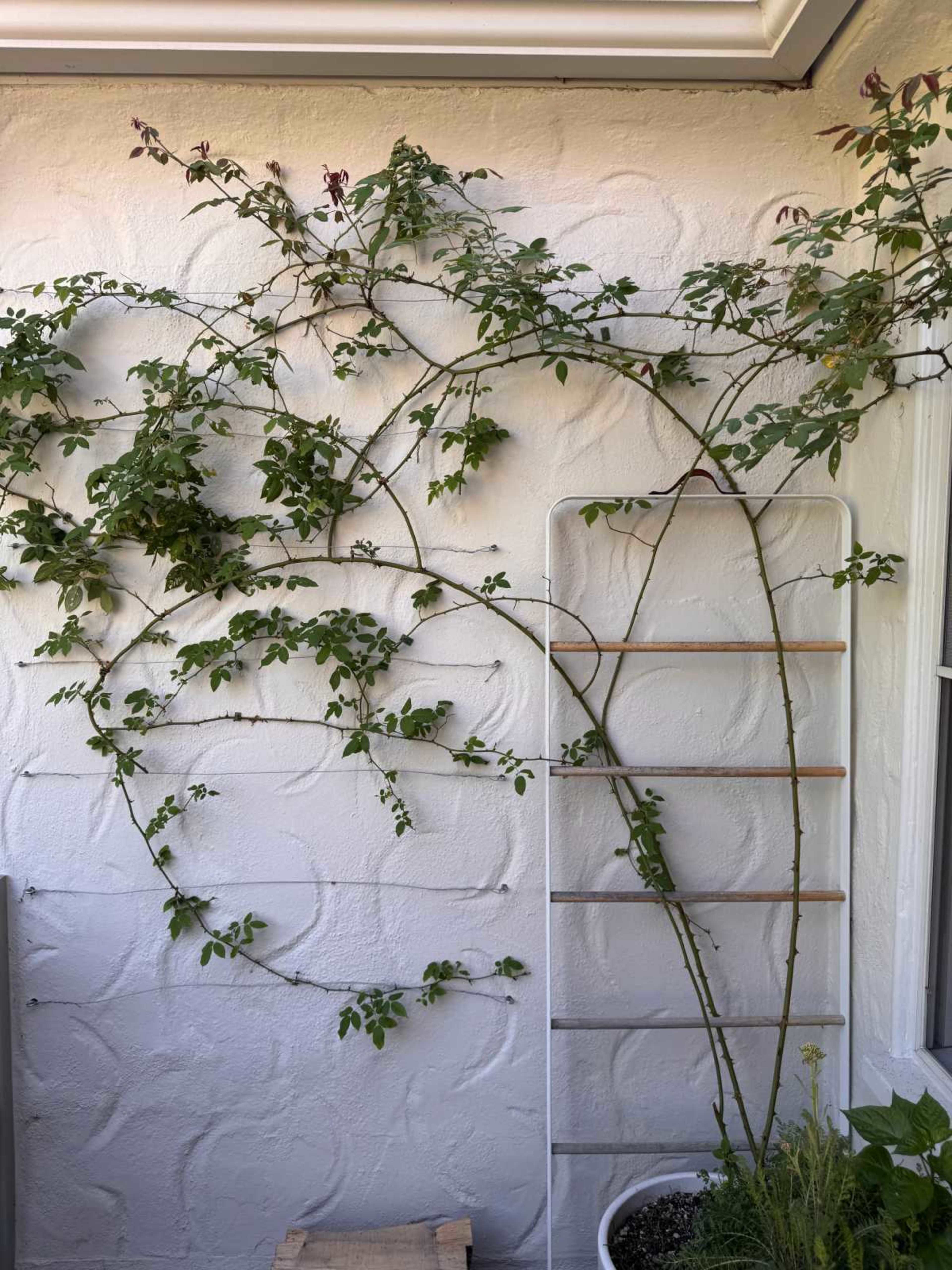 Silver Lake Hillside Backyard with Garden & Mature Shade Tree Image in Silver Lake, Los Angeles, CA