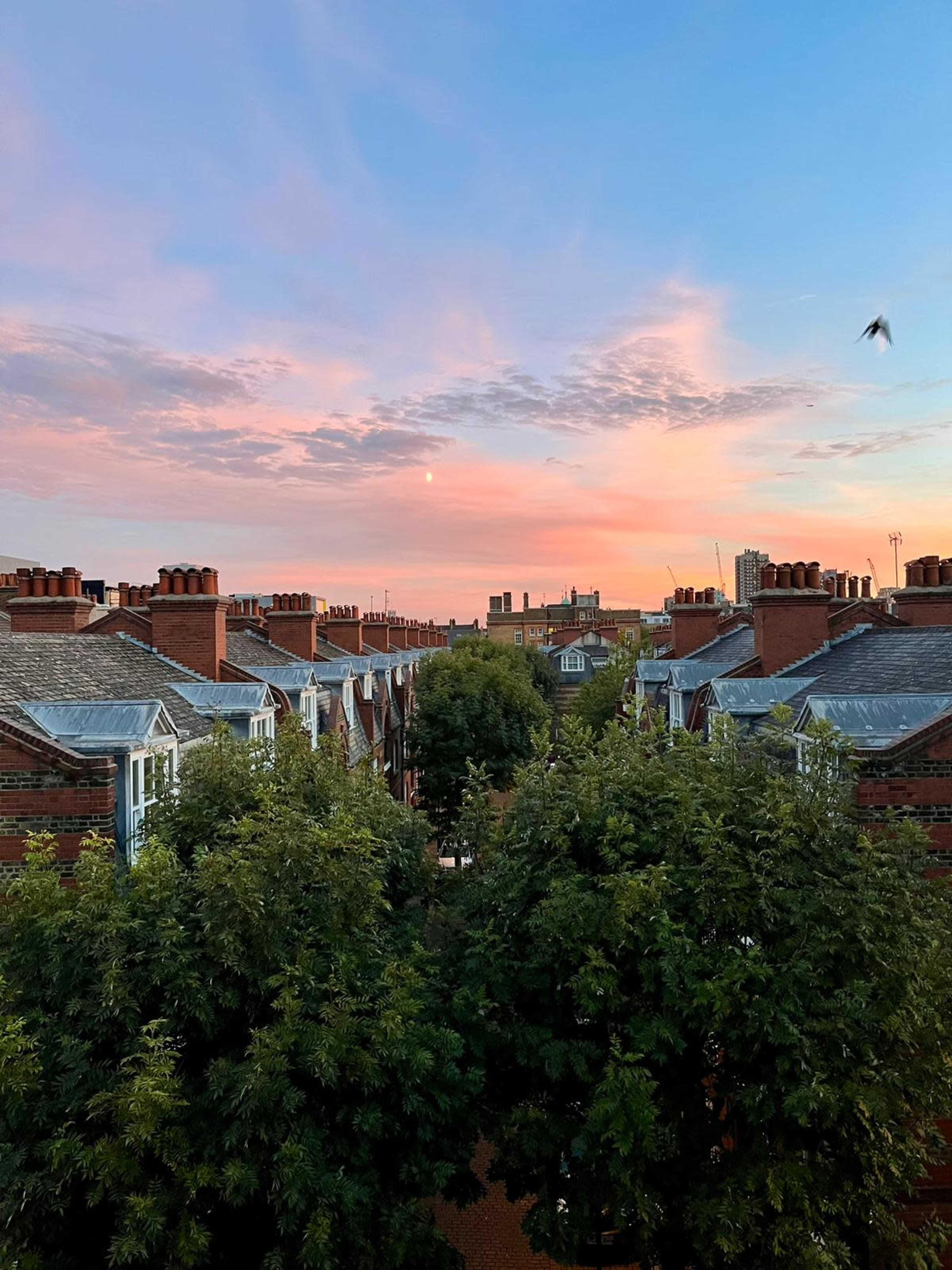 A view of residential houses with chimneys, framed by trees under a colorful sky at sunset.