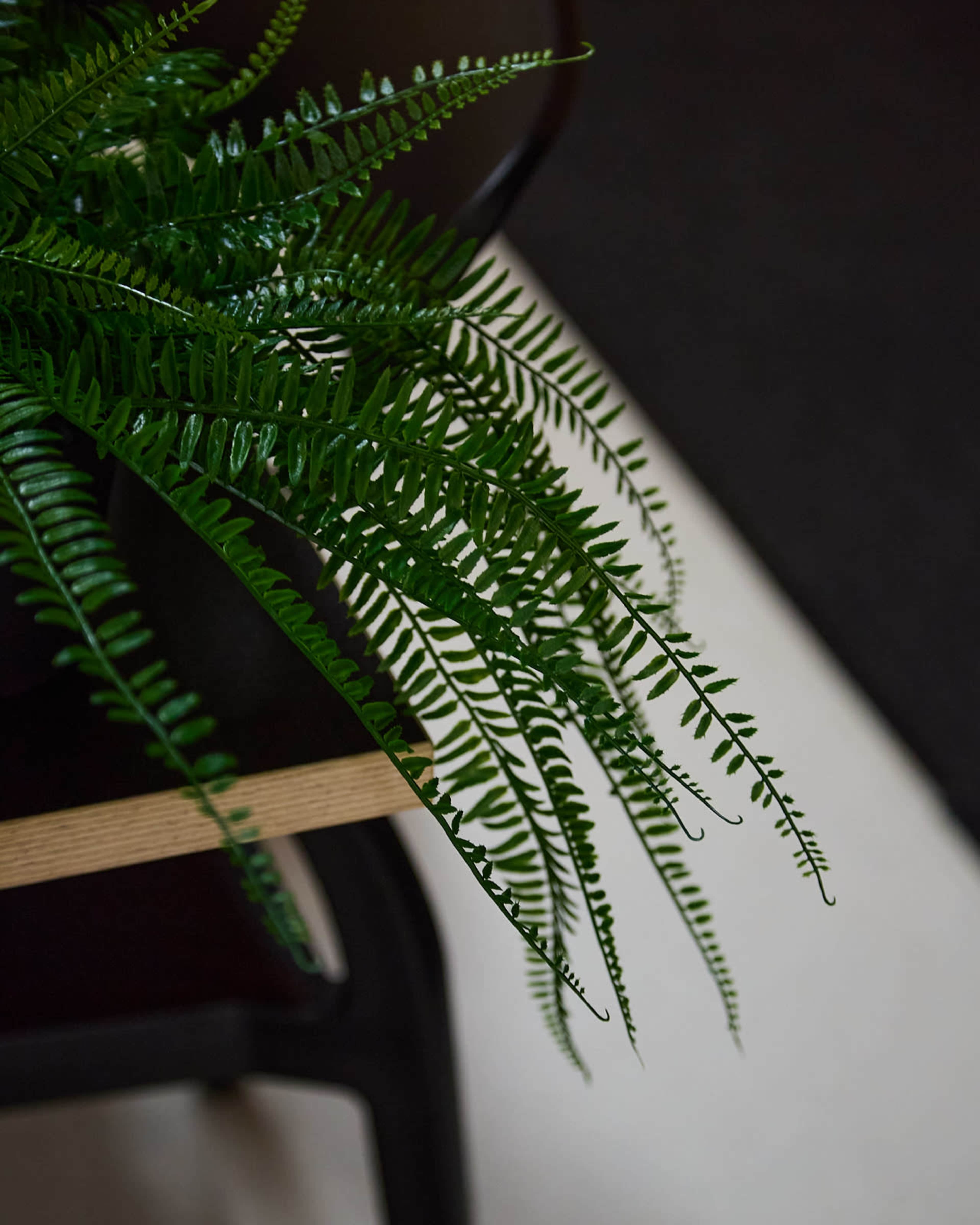 A lush green fern hangs over the edge of a black planter resting on a wooden surface.