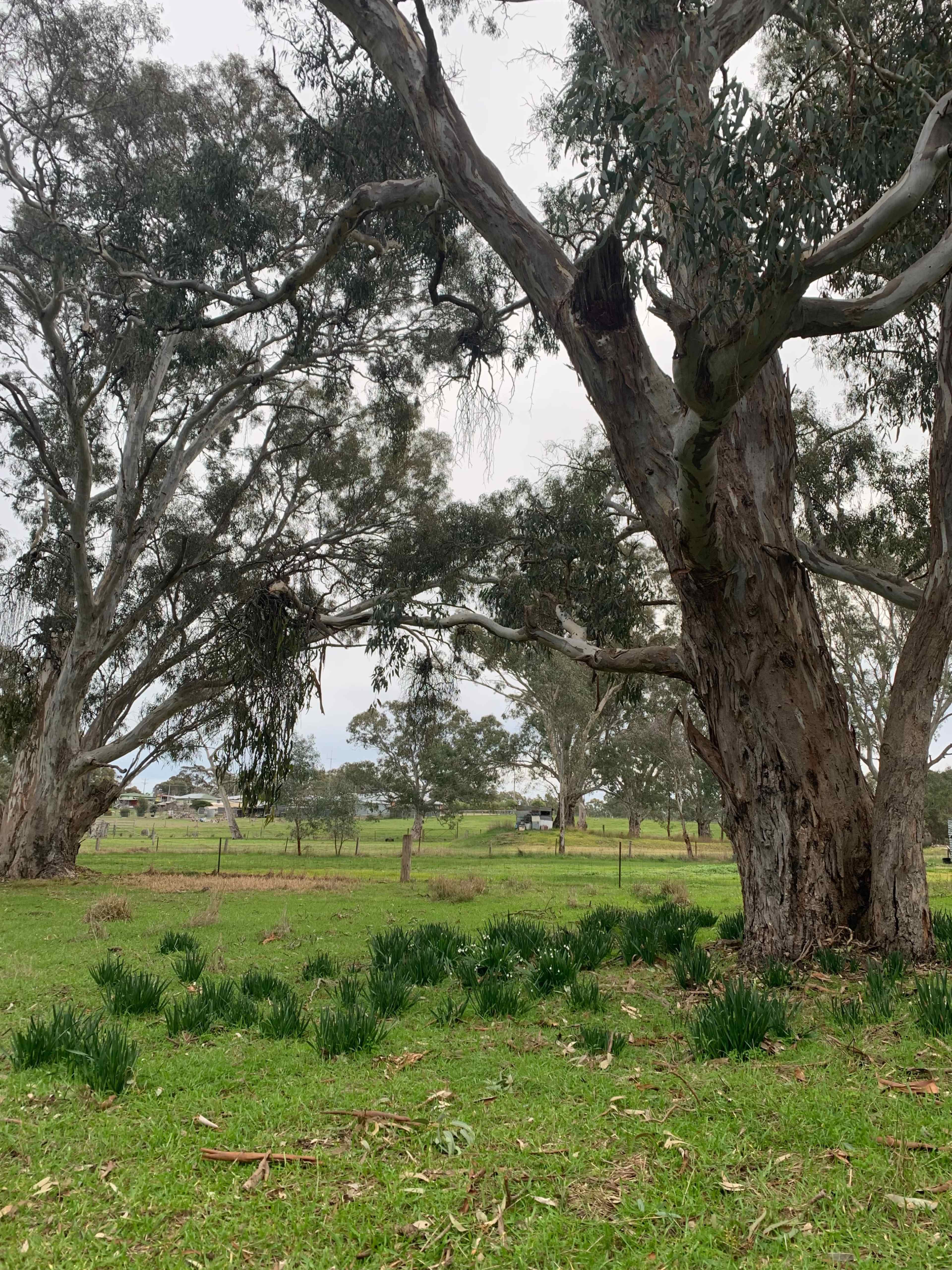 The image depicts a grassy field with large eucalyptus trees and a distant farm in the background under a cloudy sky.