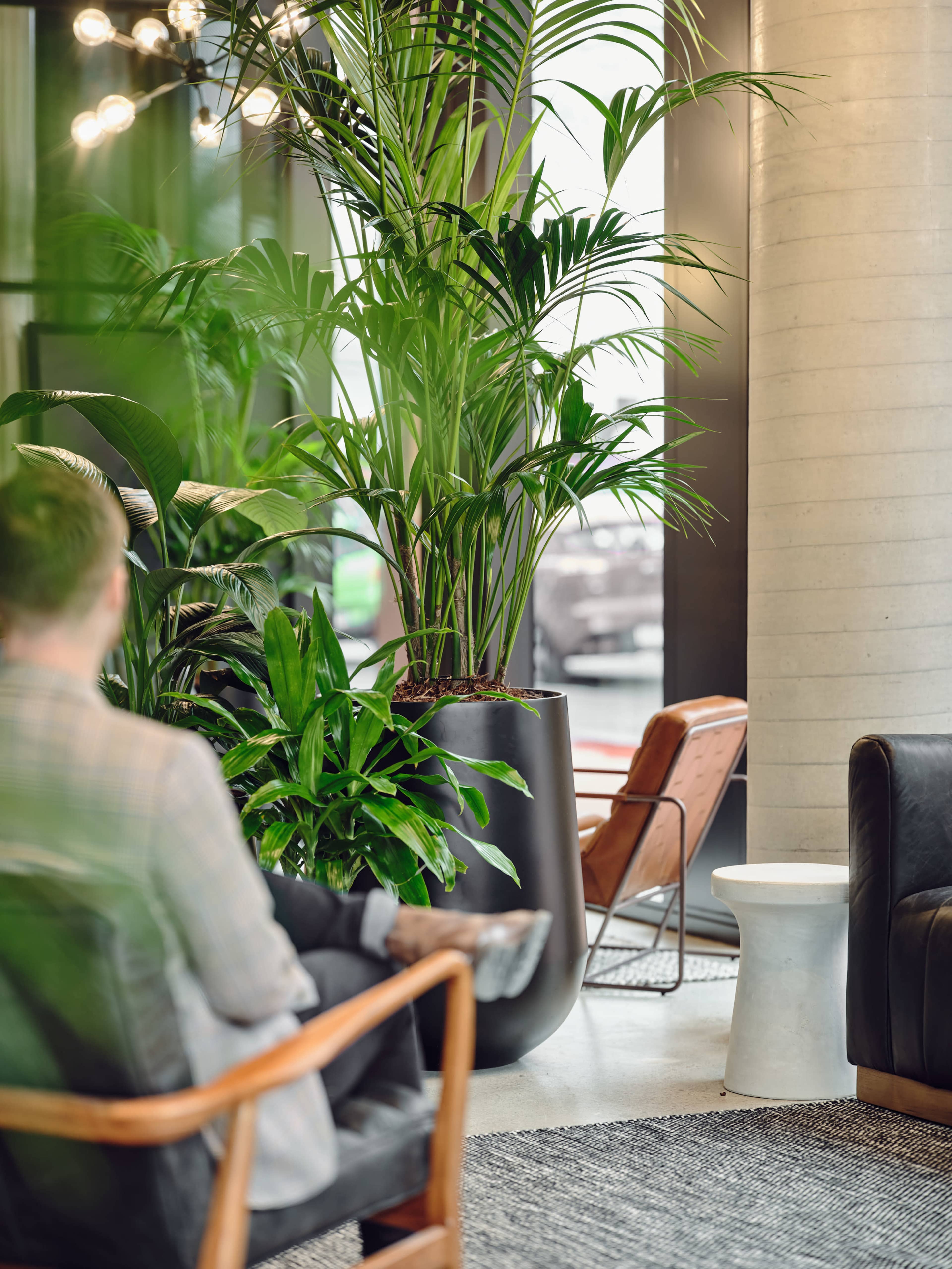 A person sits on a wooden chair, facing a large potted plant in a modern indoor space with furniture and natural light.