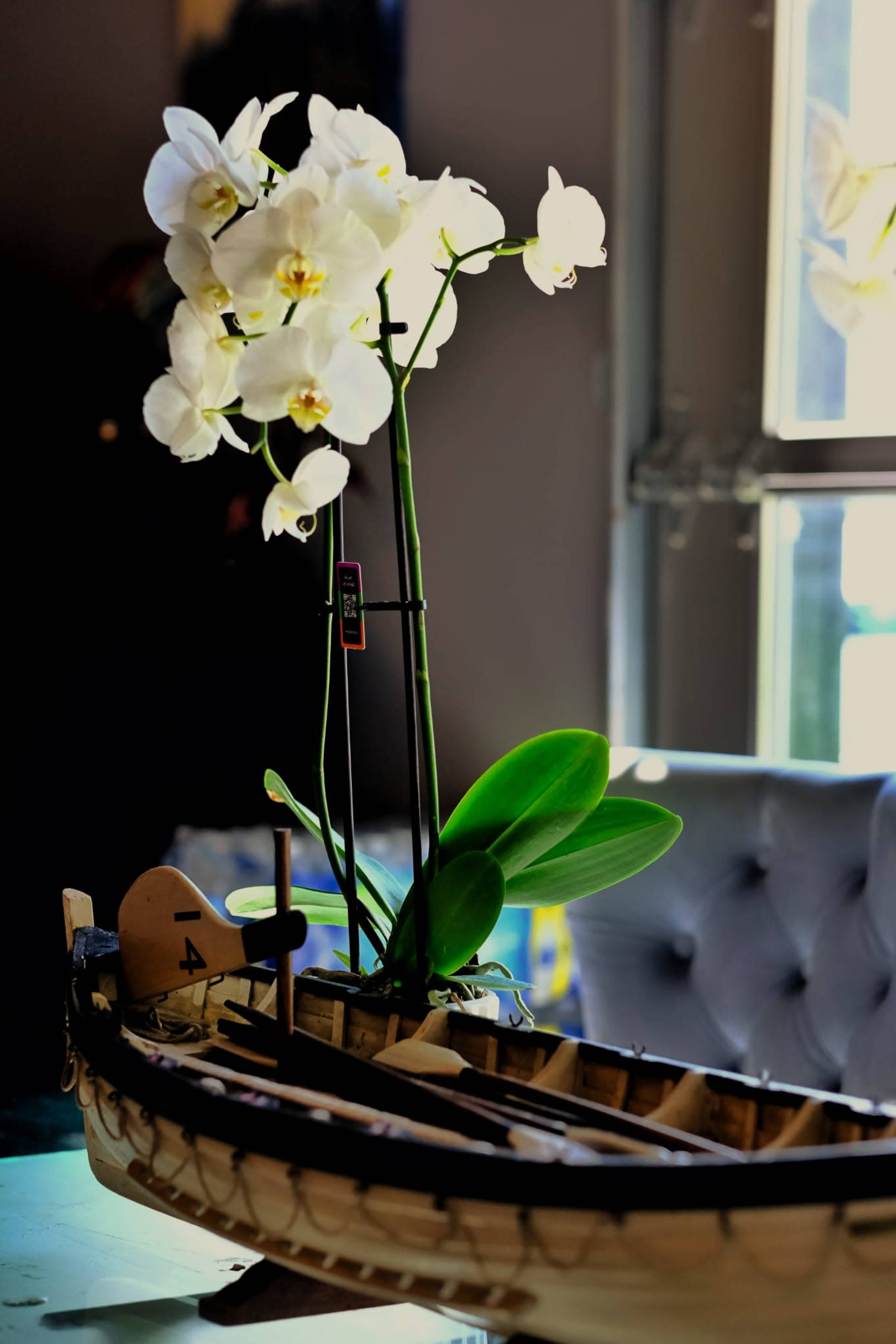 A wooden model boat displays a potted white orchid plant with green leaves.