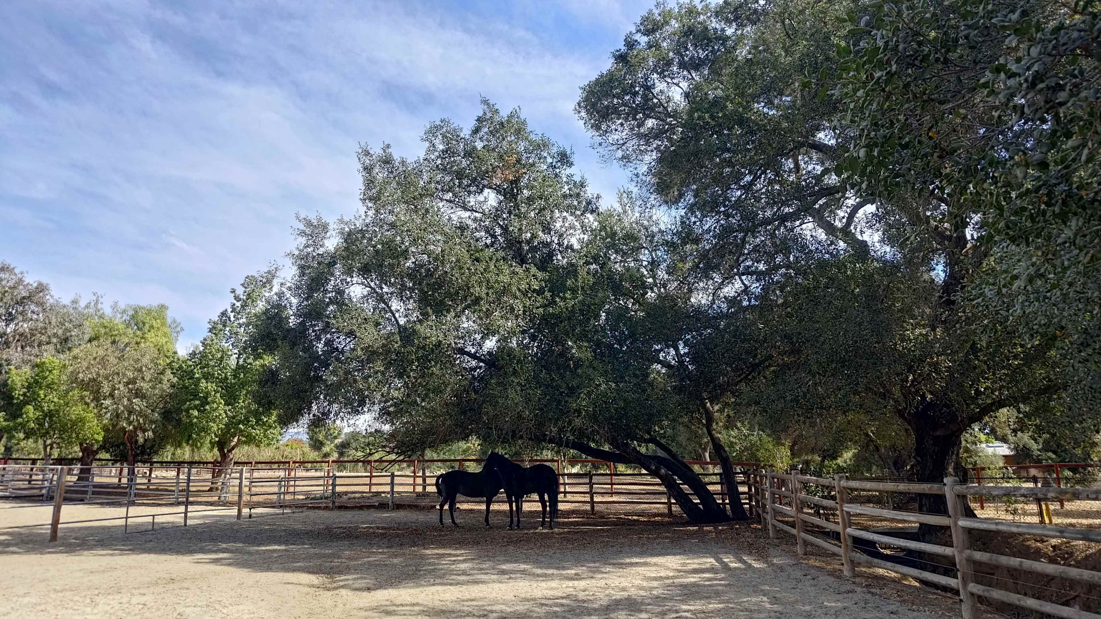 Stunning Horse Farm with Ancient Oak Trees Image in Valley Center, Valley Center, CA