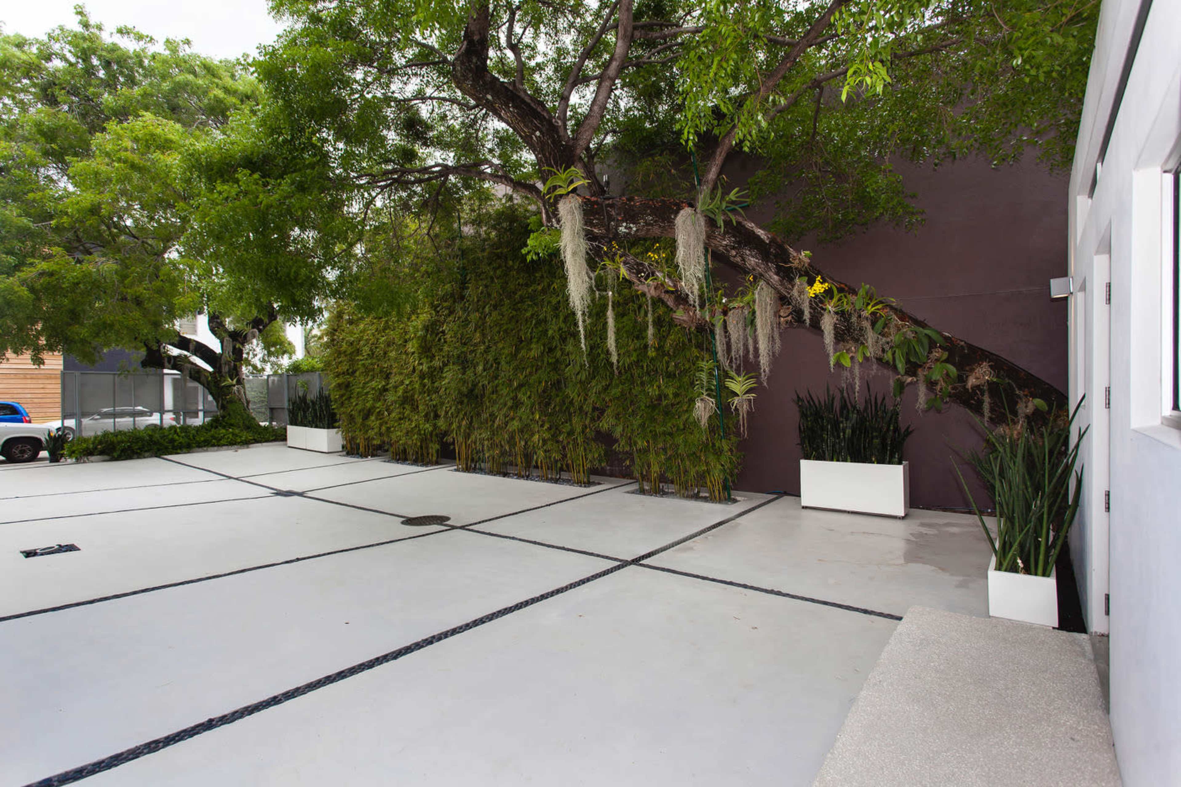 The image shows a modern outdoor area with a concrete floor, rectangular planters, and a large leafy tree against a dark wall.