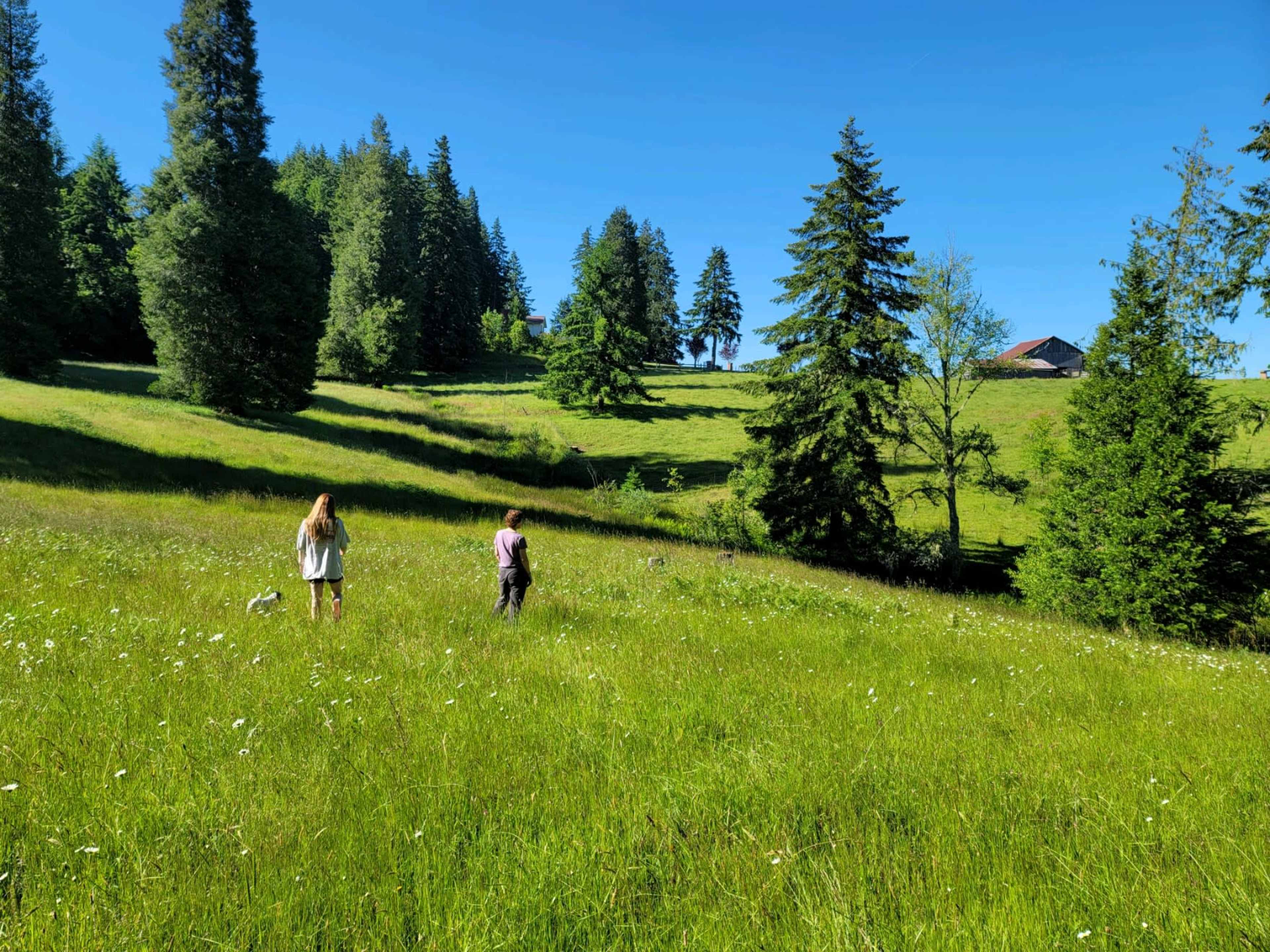 Two people walk through a grassy field surrounded by trees and a house in the distance under a clear blue sky.