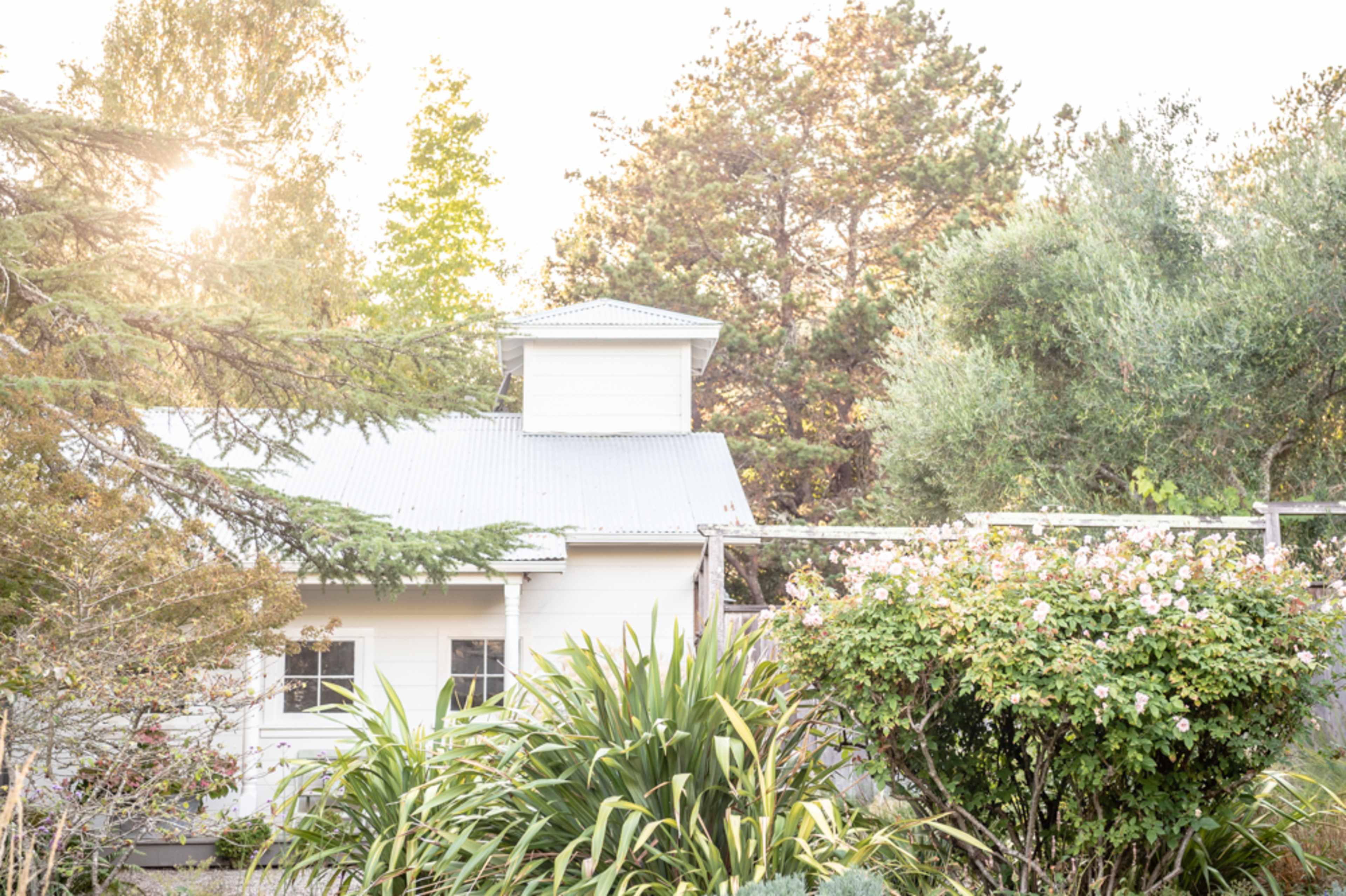 A white house with a metal roof is partially visible behind lush greenery and flowering plants, illuminated by soft sunlight.