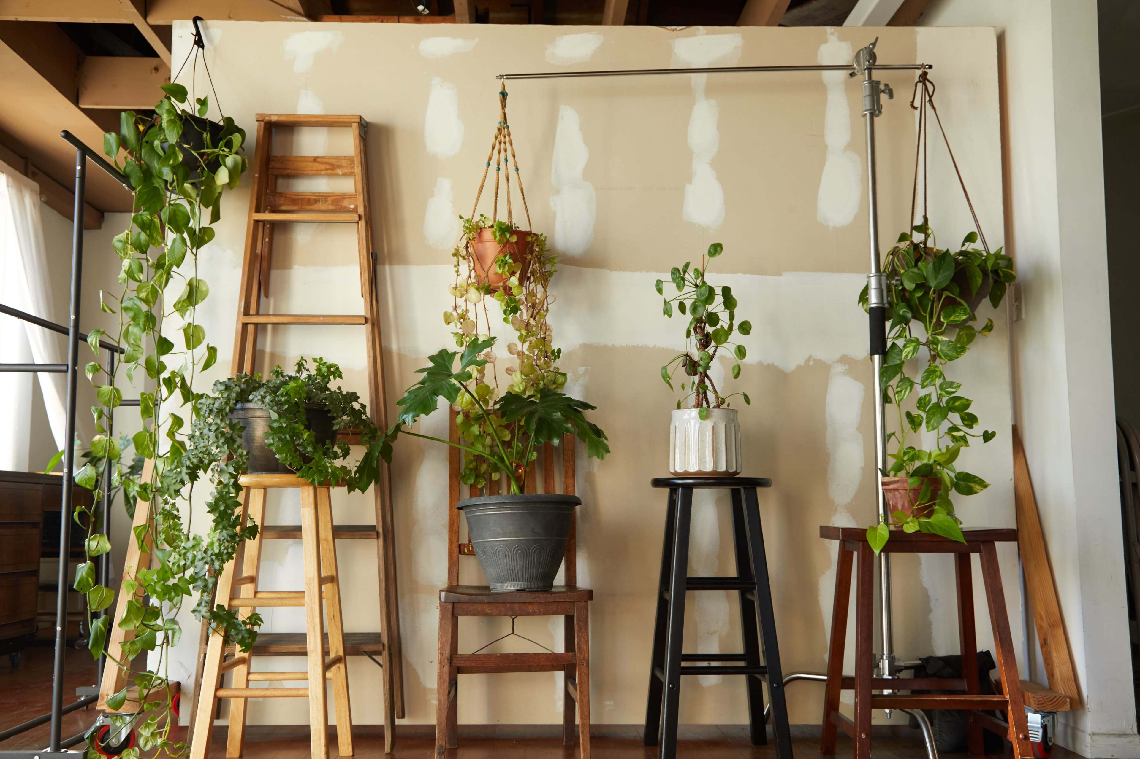 The image features multiple potted plants displayed on wooden stools against a partially finished wall with visible patches.