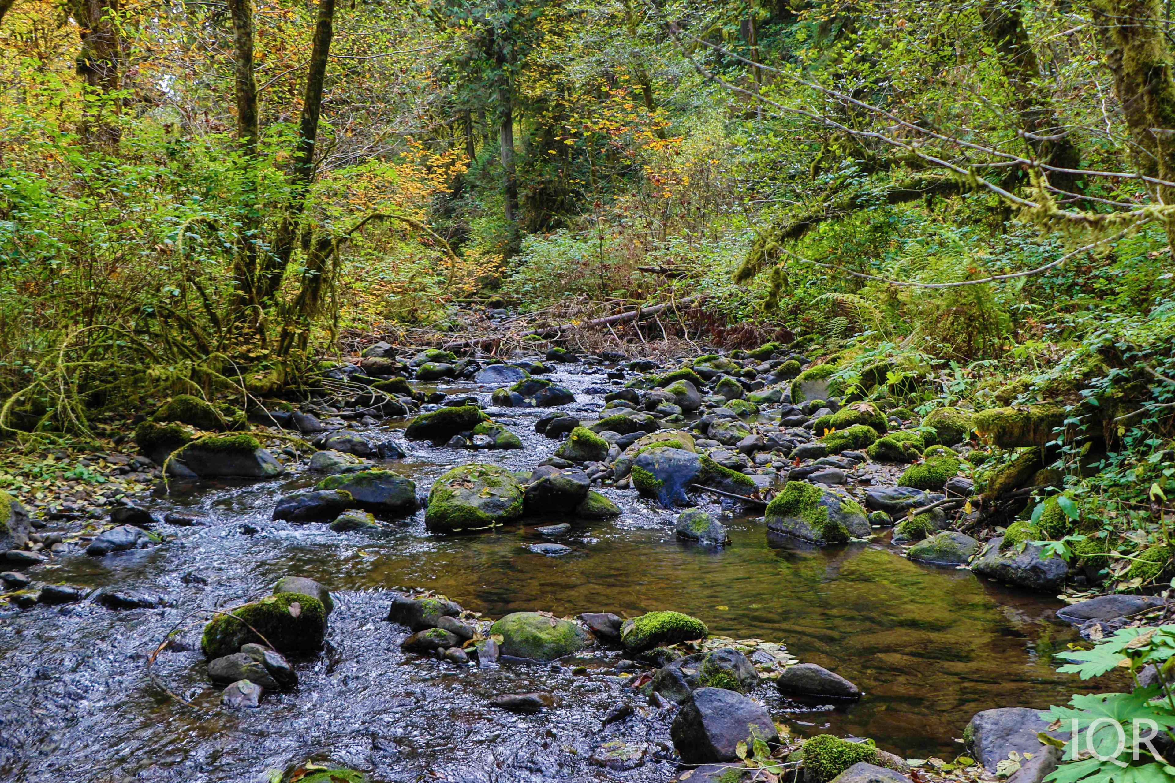 A rocky stream flows through a forested area with lush greenery and scattered autumn foliage.