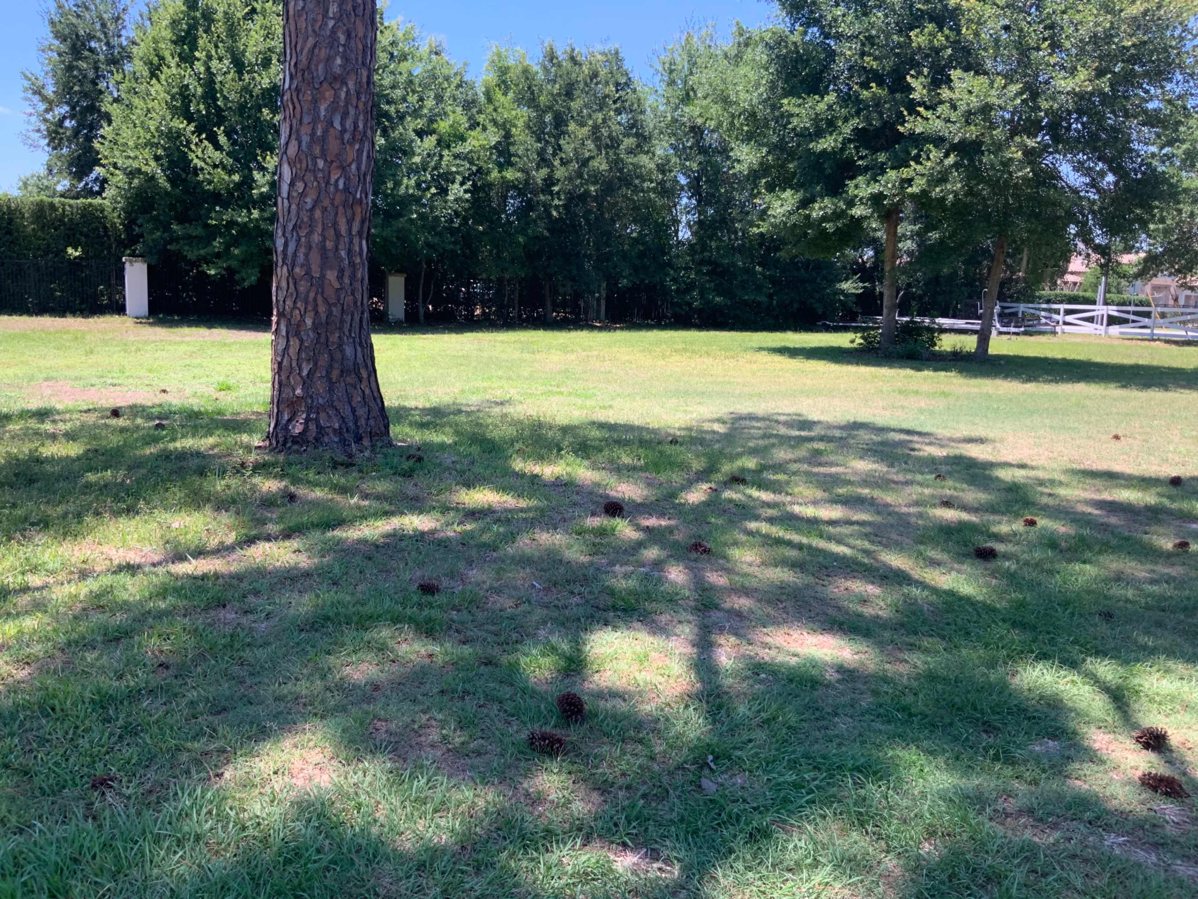 The image shows a grassy area with a tall tree casting a shadow, surrounded by several pine cones scattered across the ground.