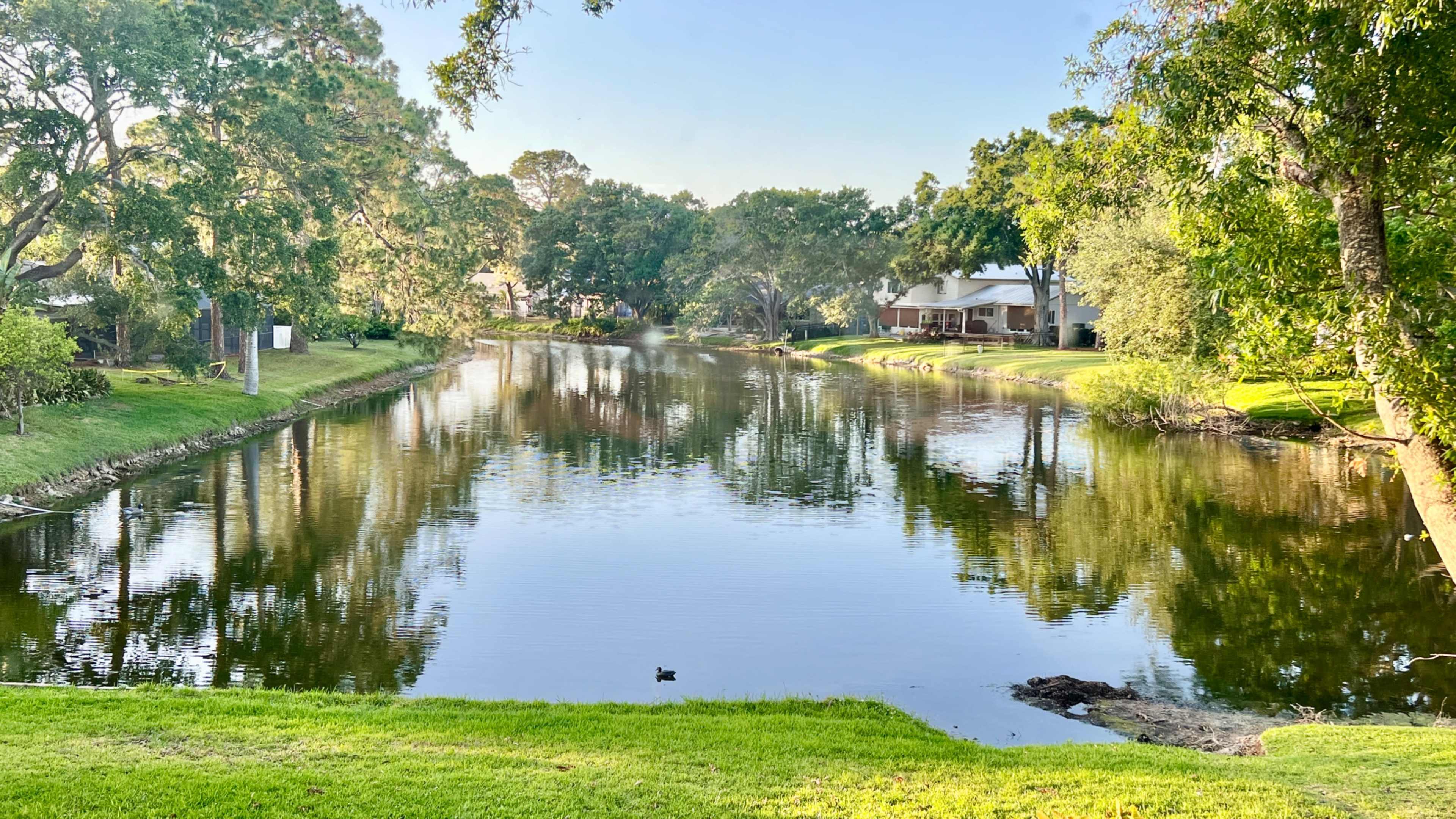 A calm pond reflects the surrounding trees and houses, with a single duck swimming near the shore.