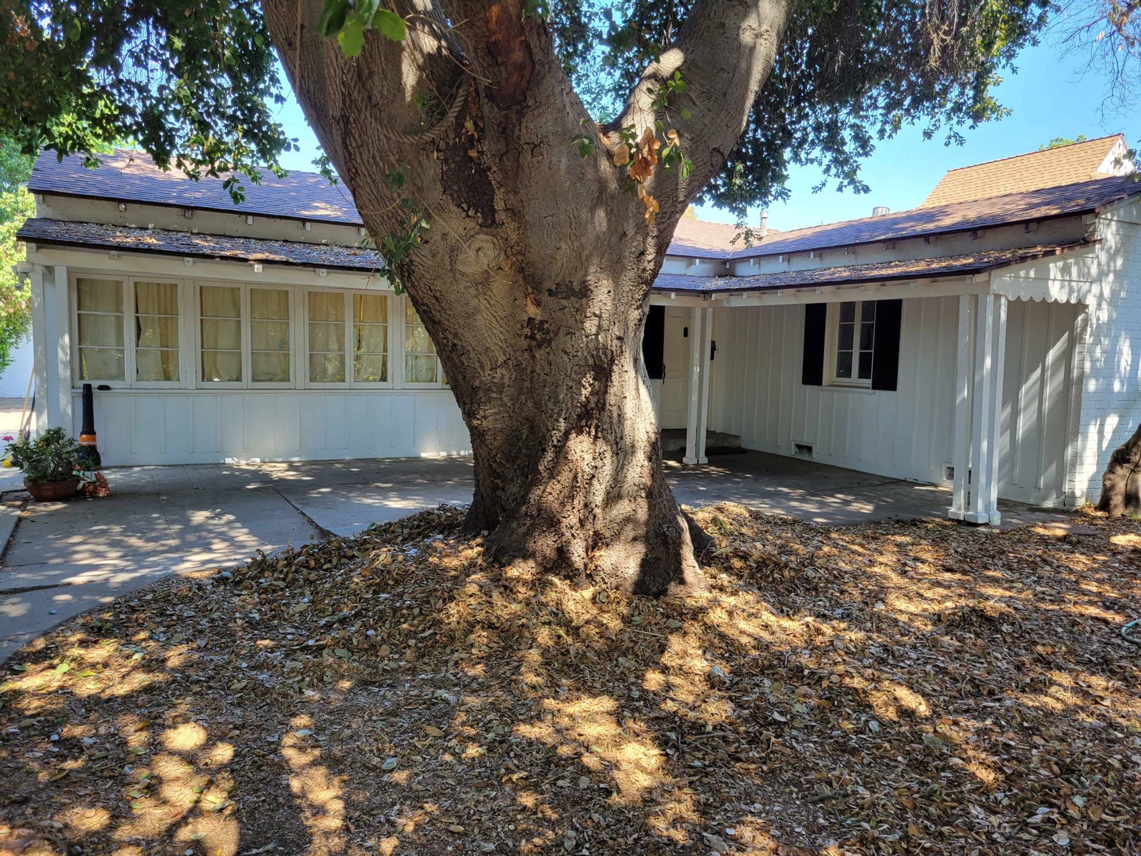 A large tree stands in front of a single-story white house with multiple windows, surrounded by a yard covered in fallen leaves.