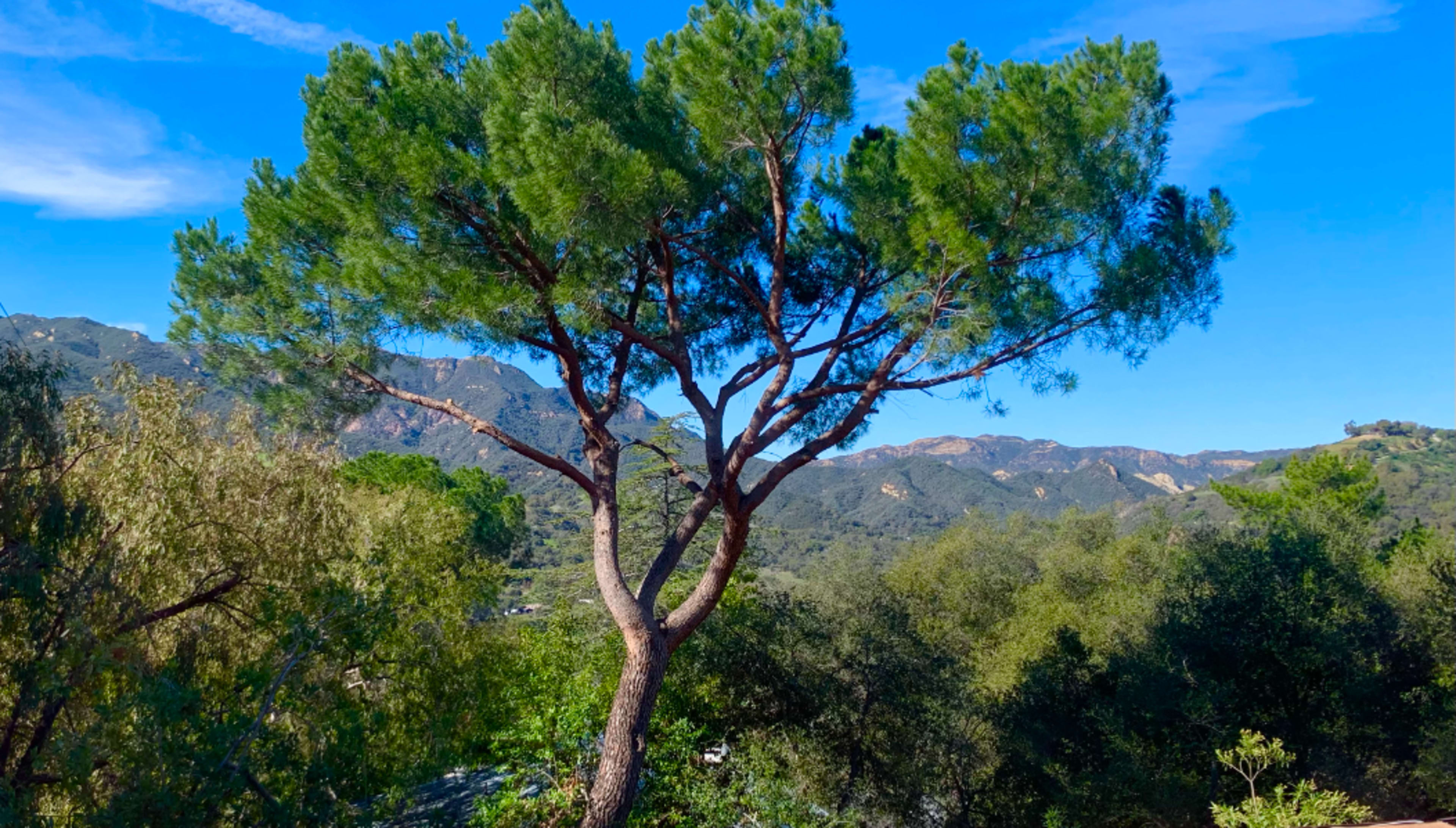 A tall pine tree stands prominently against a backdrop of rolling green hills and blue sky.