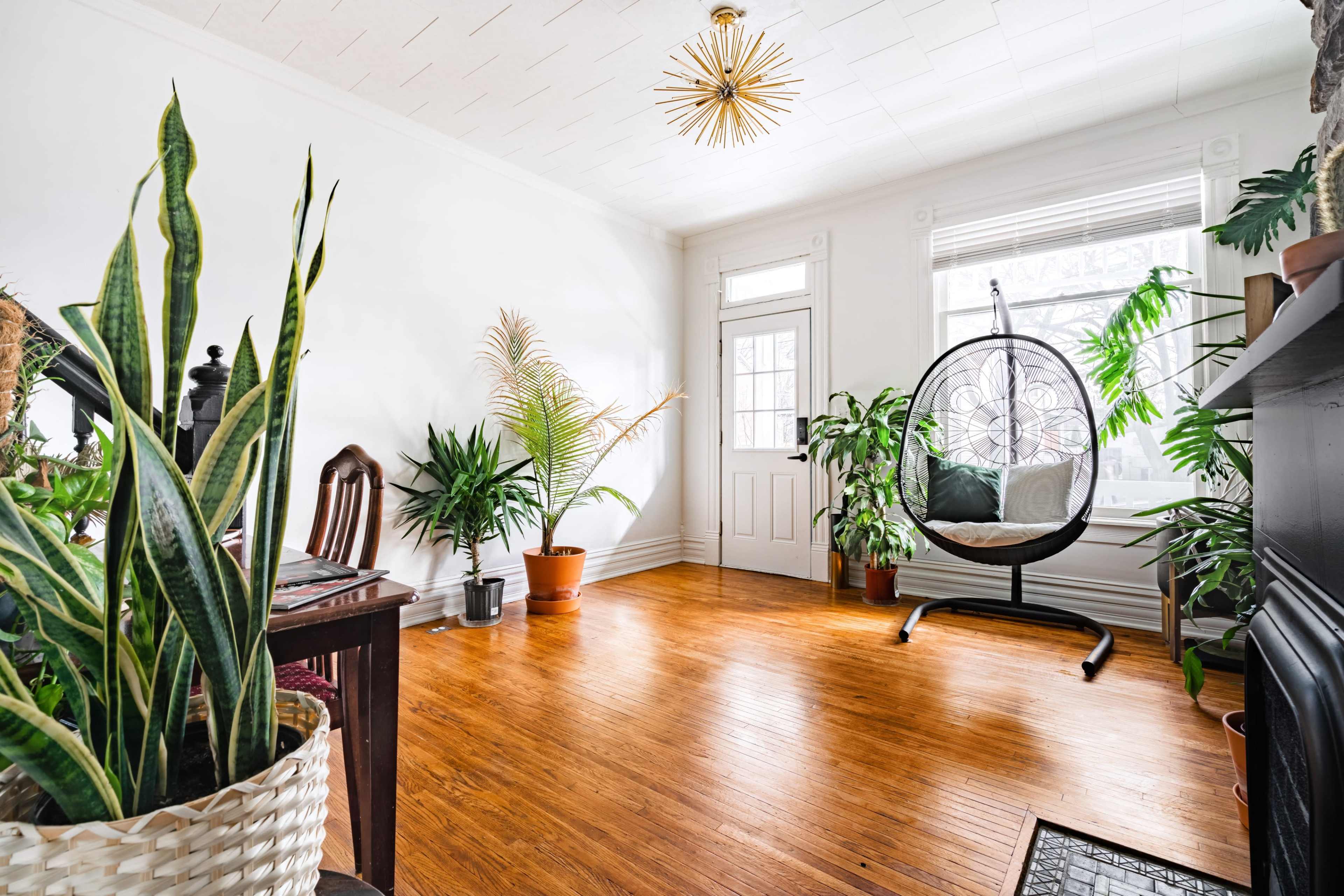 A bright room with wooden flooring features various indoor plants, a hanging chair, and a door leading outside.