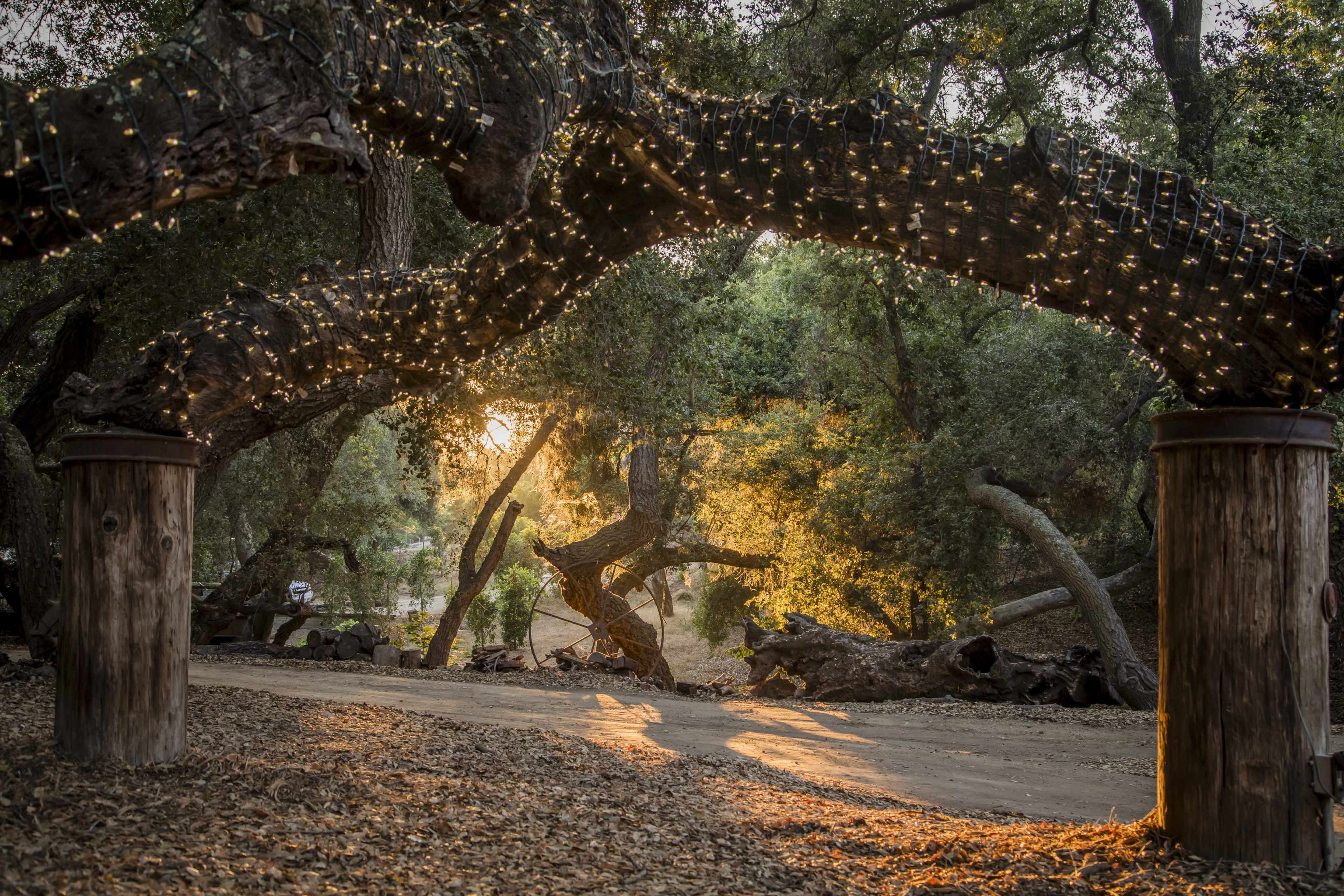 Sunlight filters through a grove of trees draped in string lights, illuminating the path below.