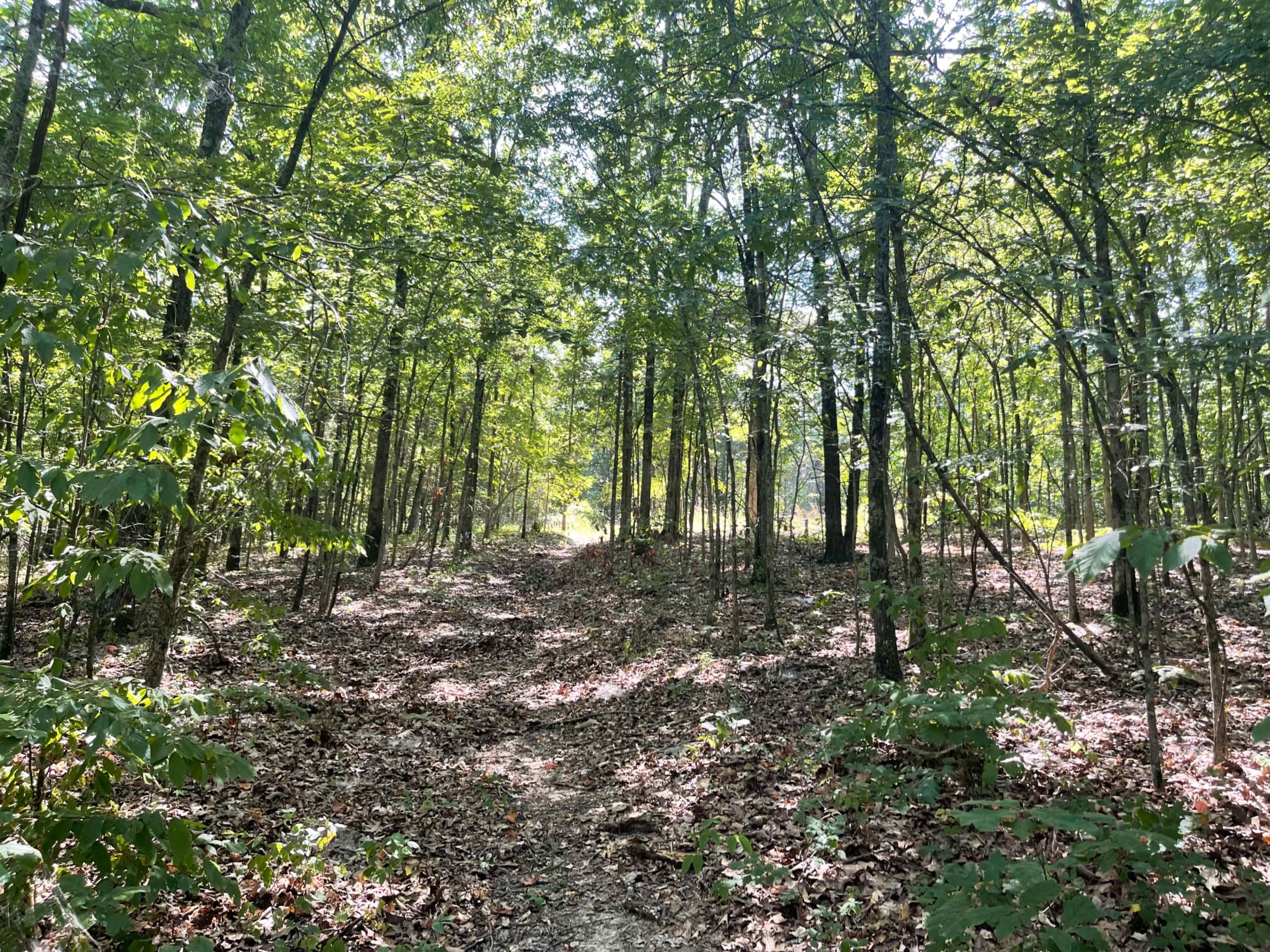 A dirt path winds through a densely wooded area, flanked by tall trees and scattered fallen leaves.