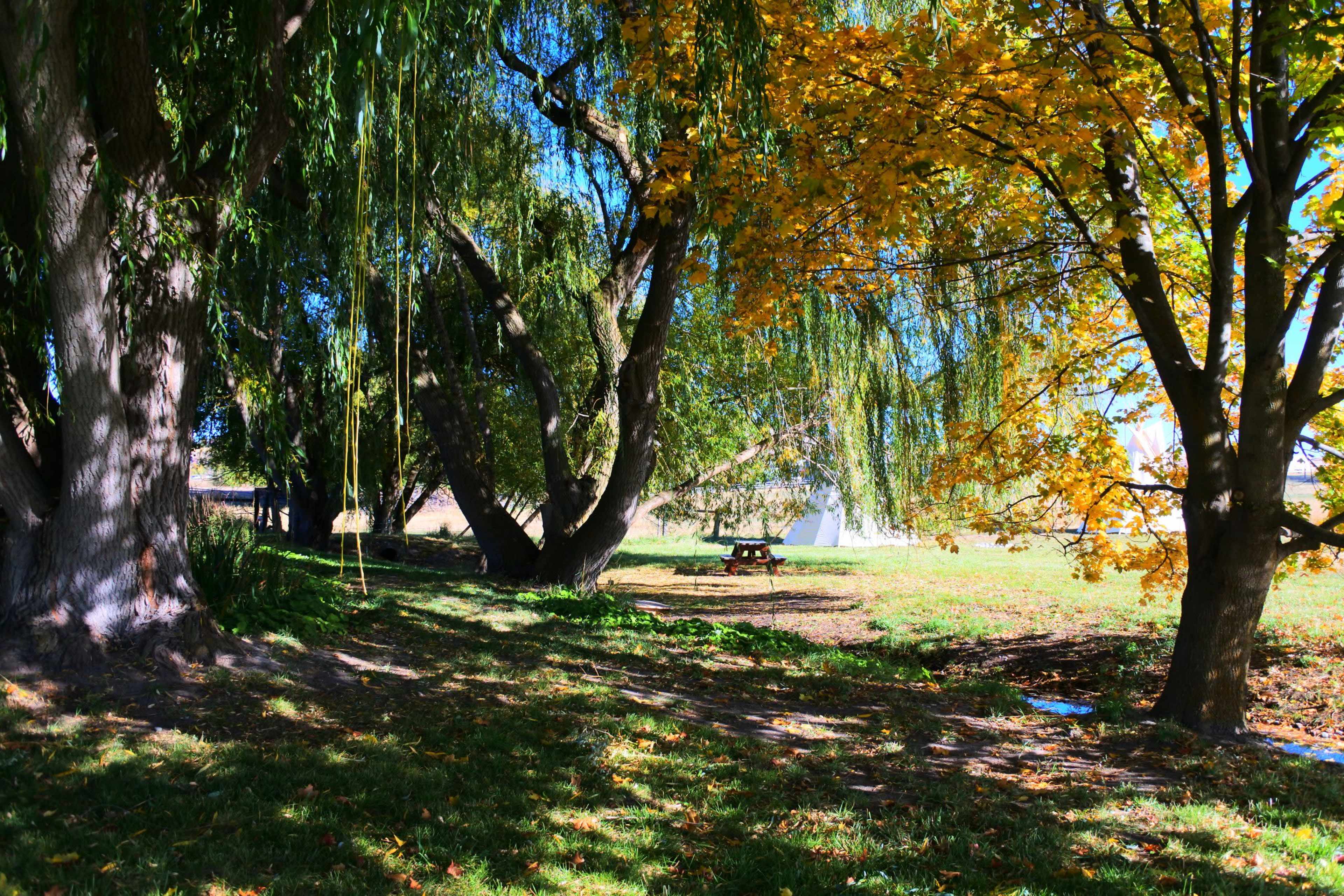 A park area with large trees, one with green leaves and the other with yellow foliage, alongside a picnic table in a grassy field.